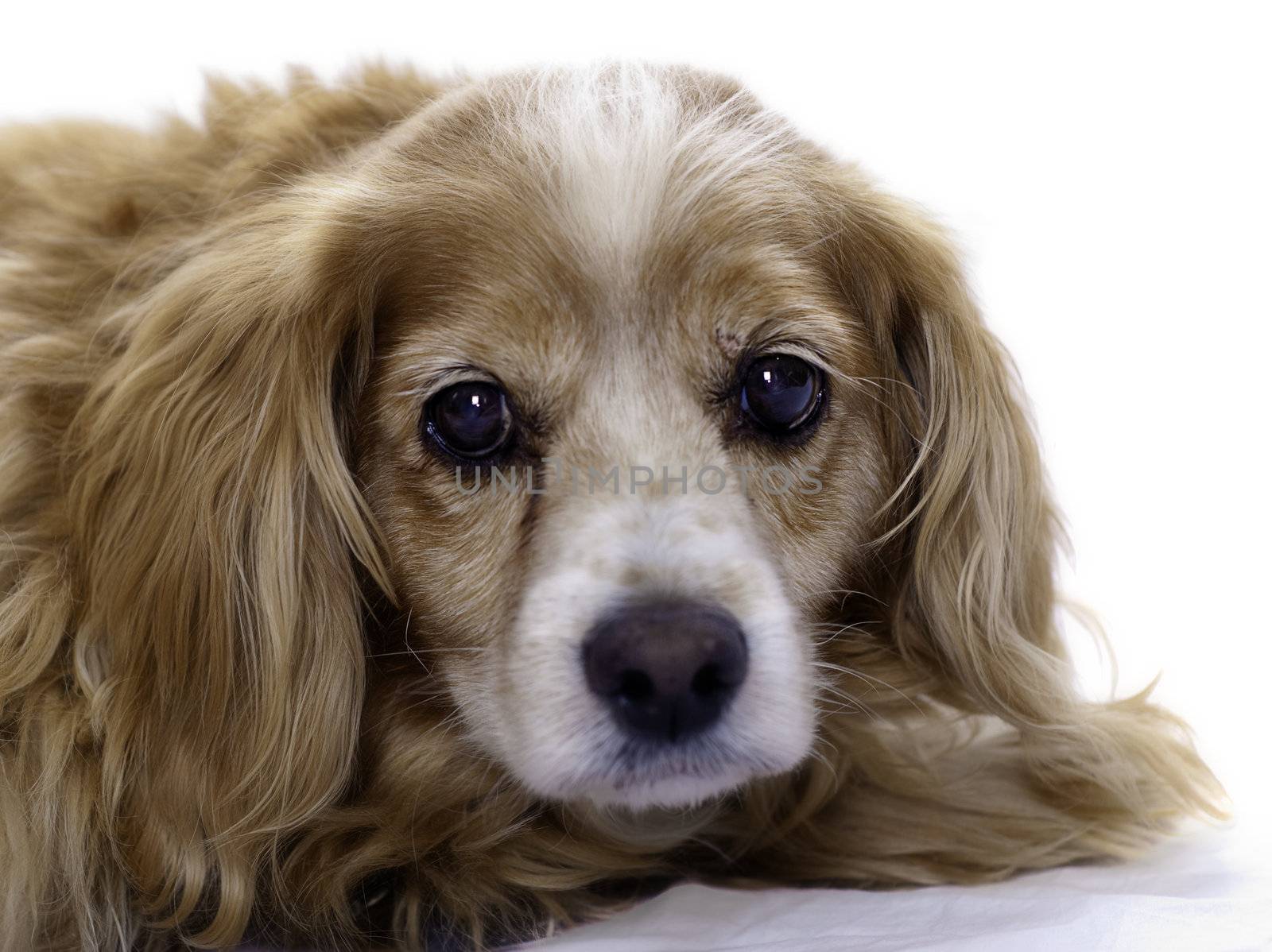 An elderly cockapoo dog is isolated against a white background.