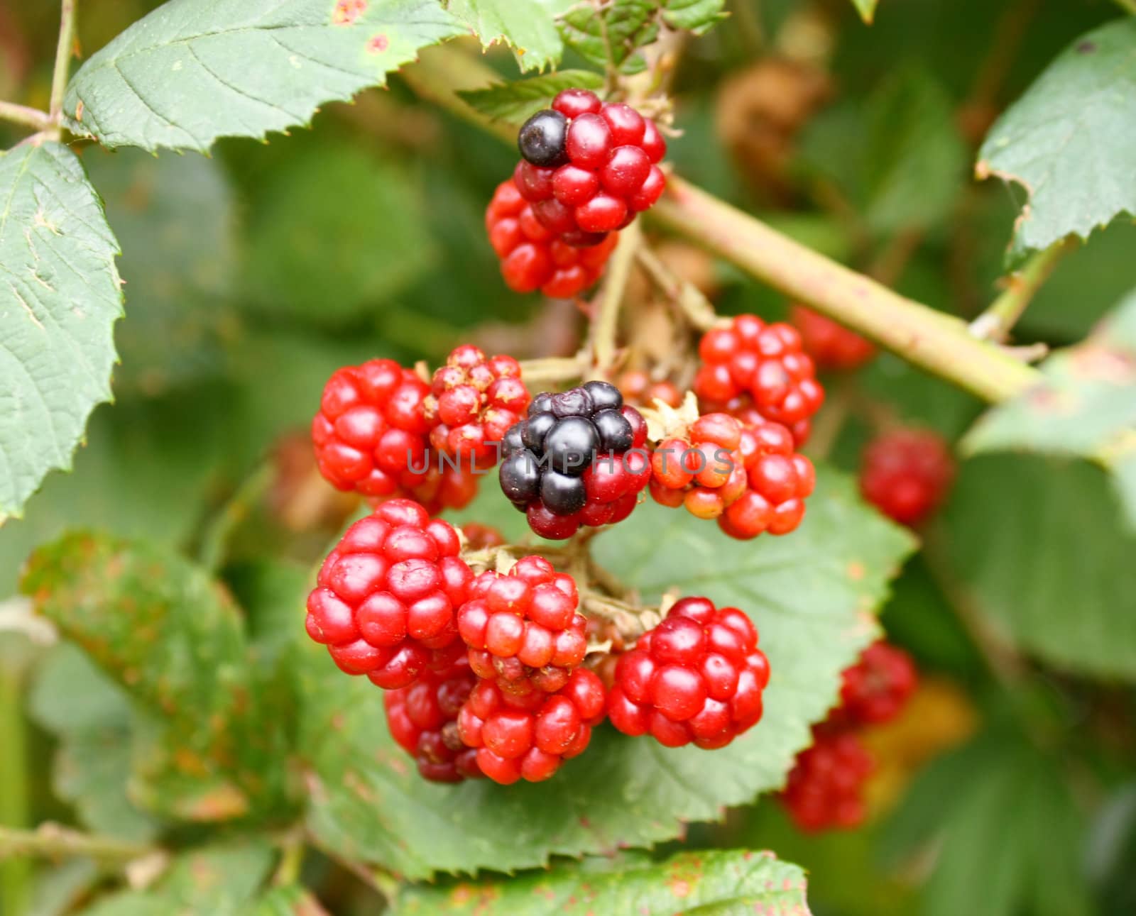 Branch of wild blackberry with berries