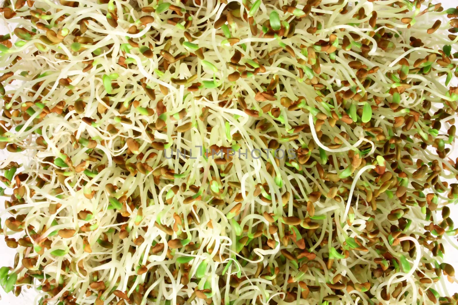 Alpha-alpha sprouts, close-up of edible sprouted seed