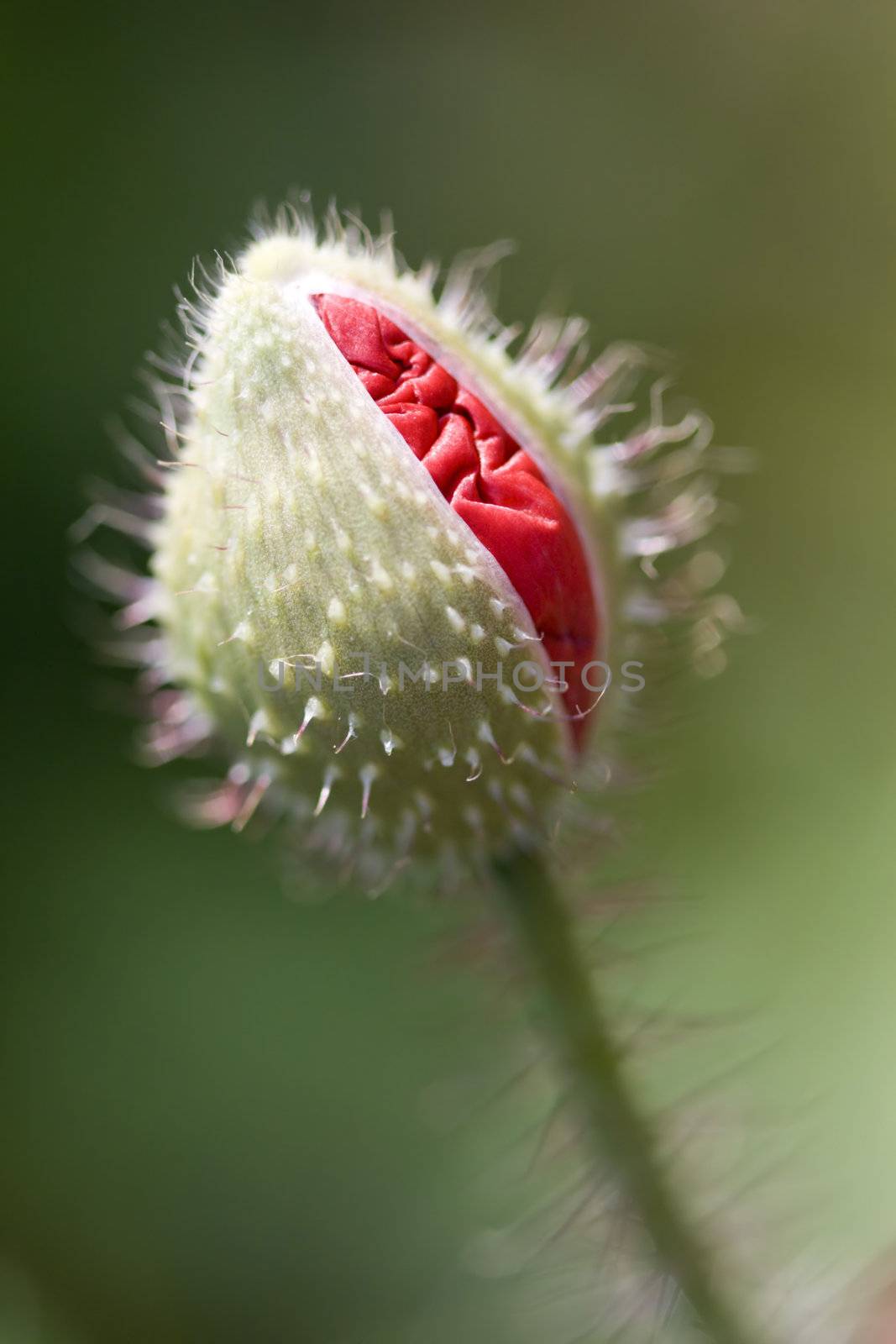 Poppy about to emerge from a bud