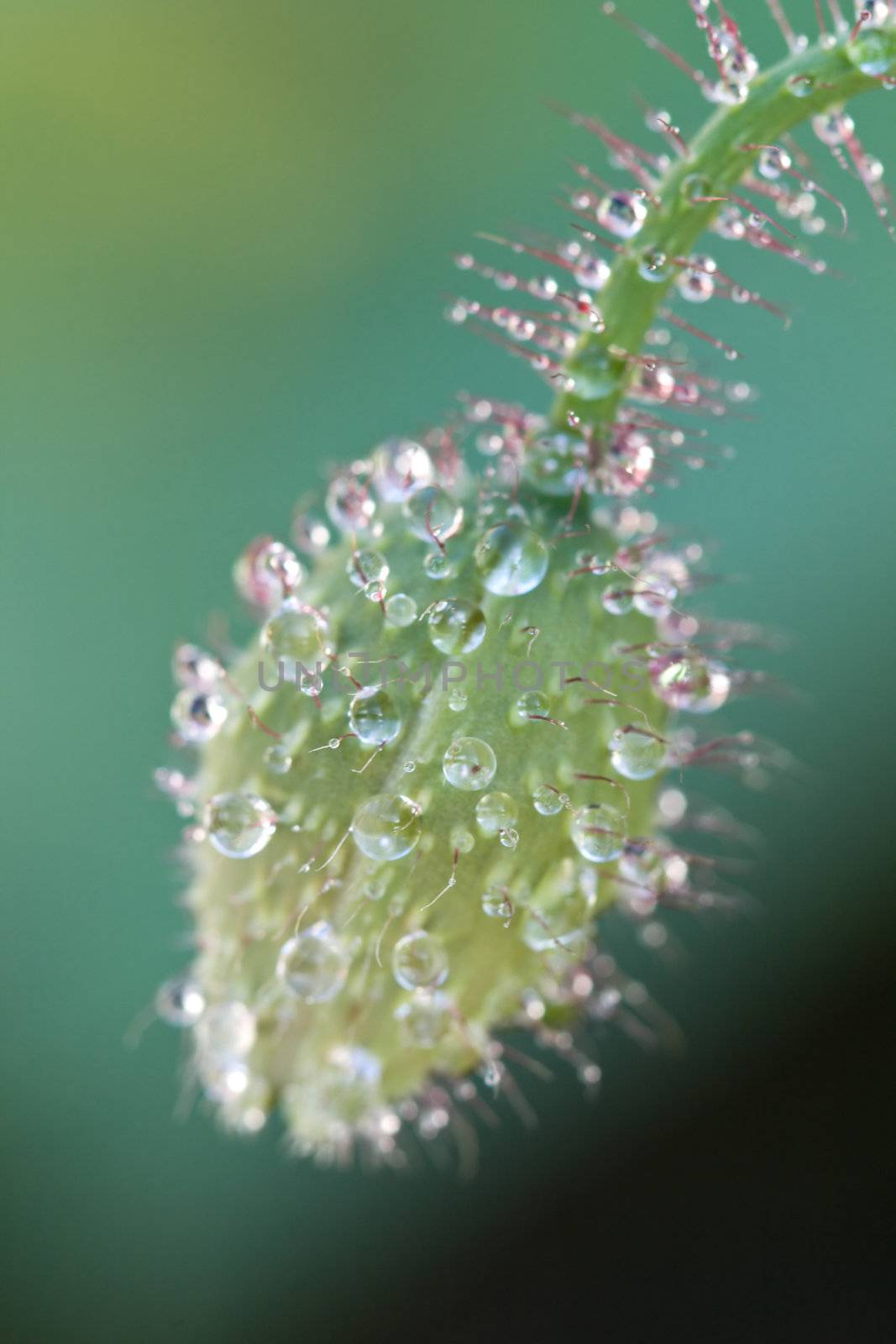 Poppy bud covered with water drops