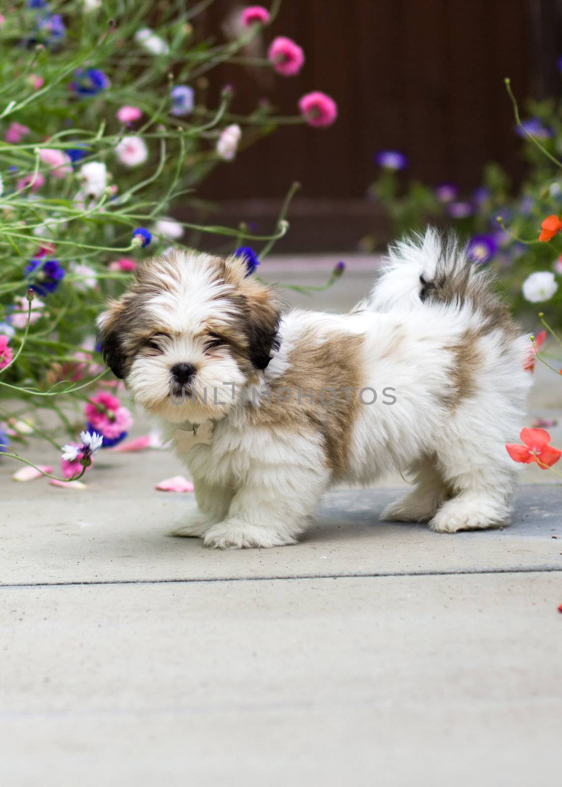 Cute lhasa apso puppy amongst poppies and cornflowers