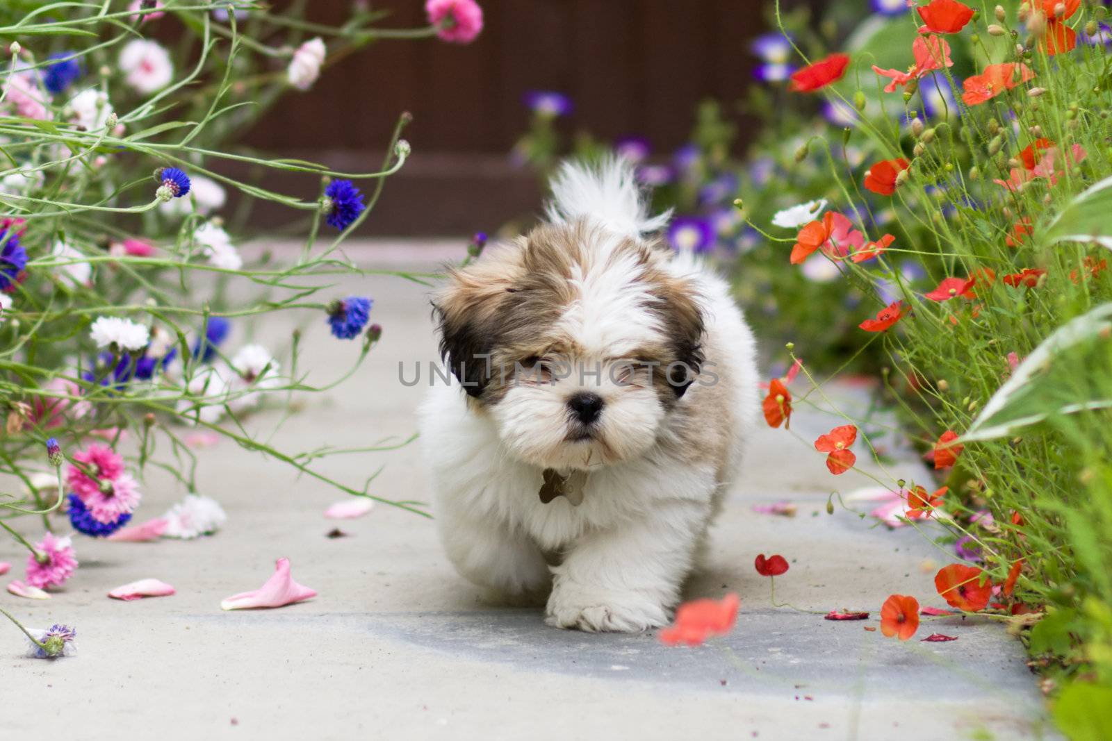Cute lhasa apso puppy amongst poppies and cornflowers