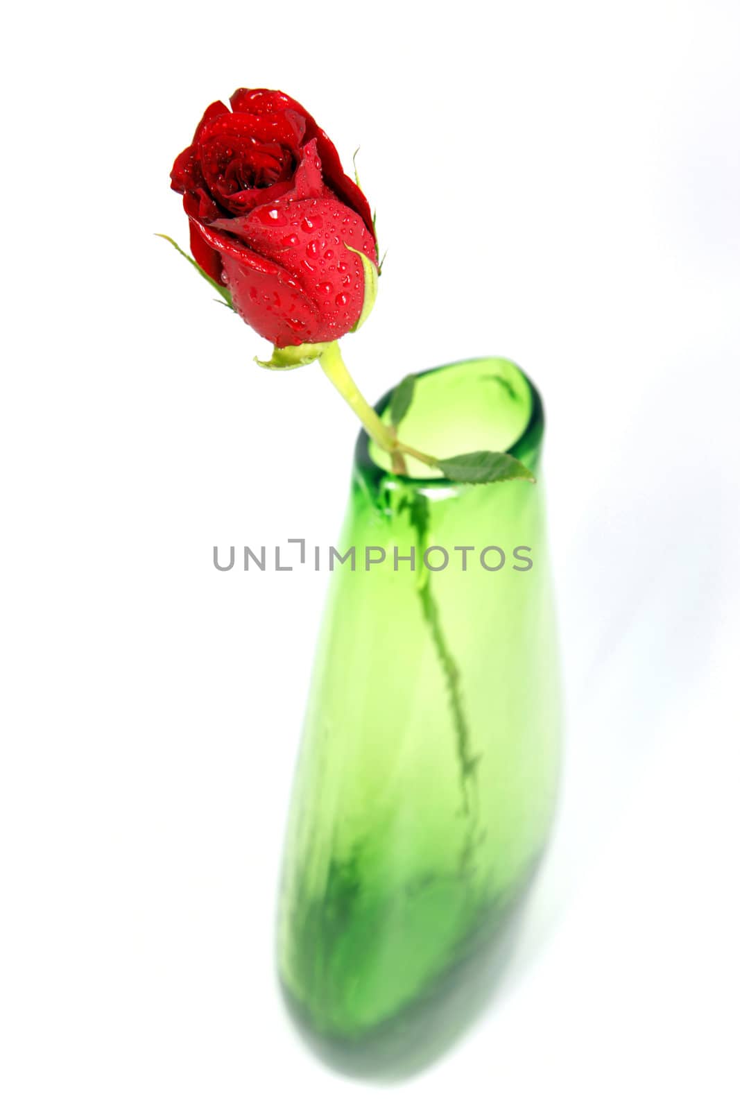 A single stemmed red rose in a green vase with a white background
