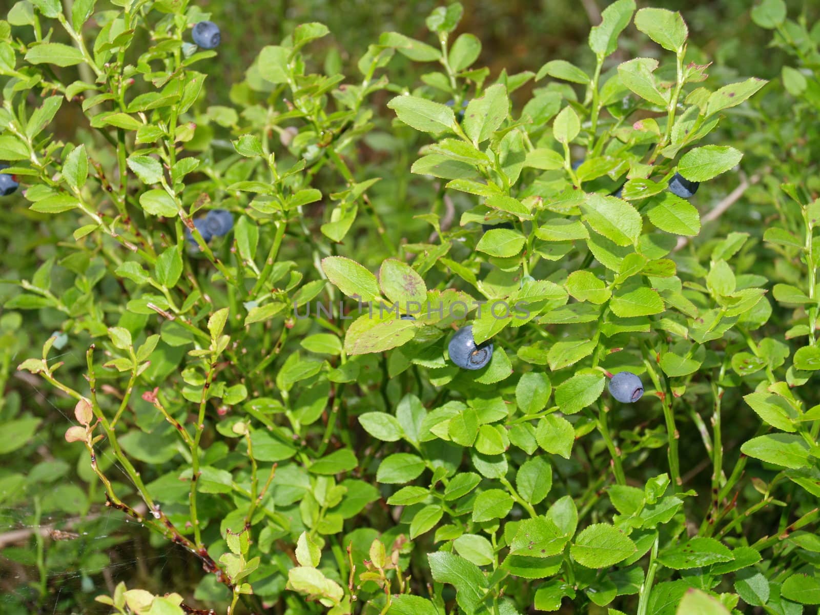 blueberries by viviolsen