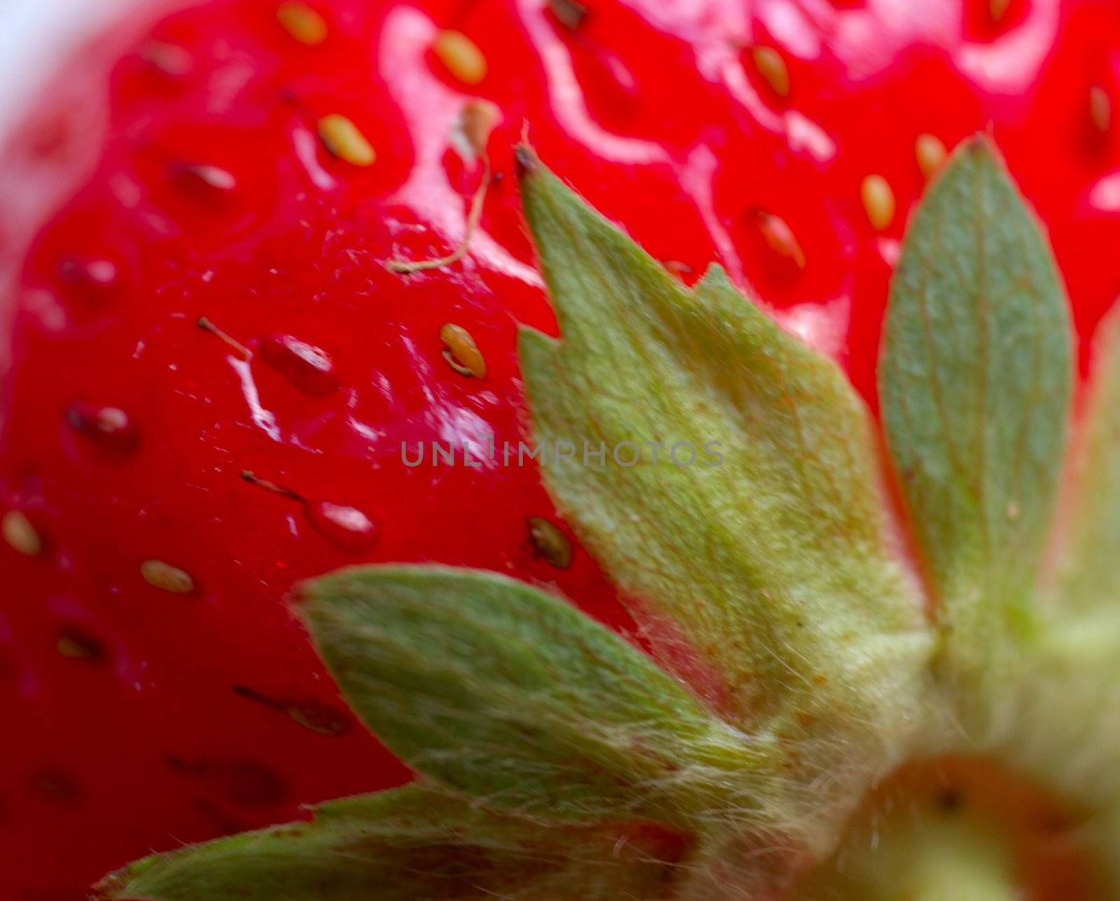 macro of strawberry with leaves