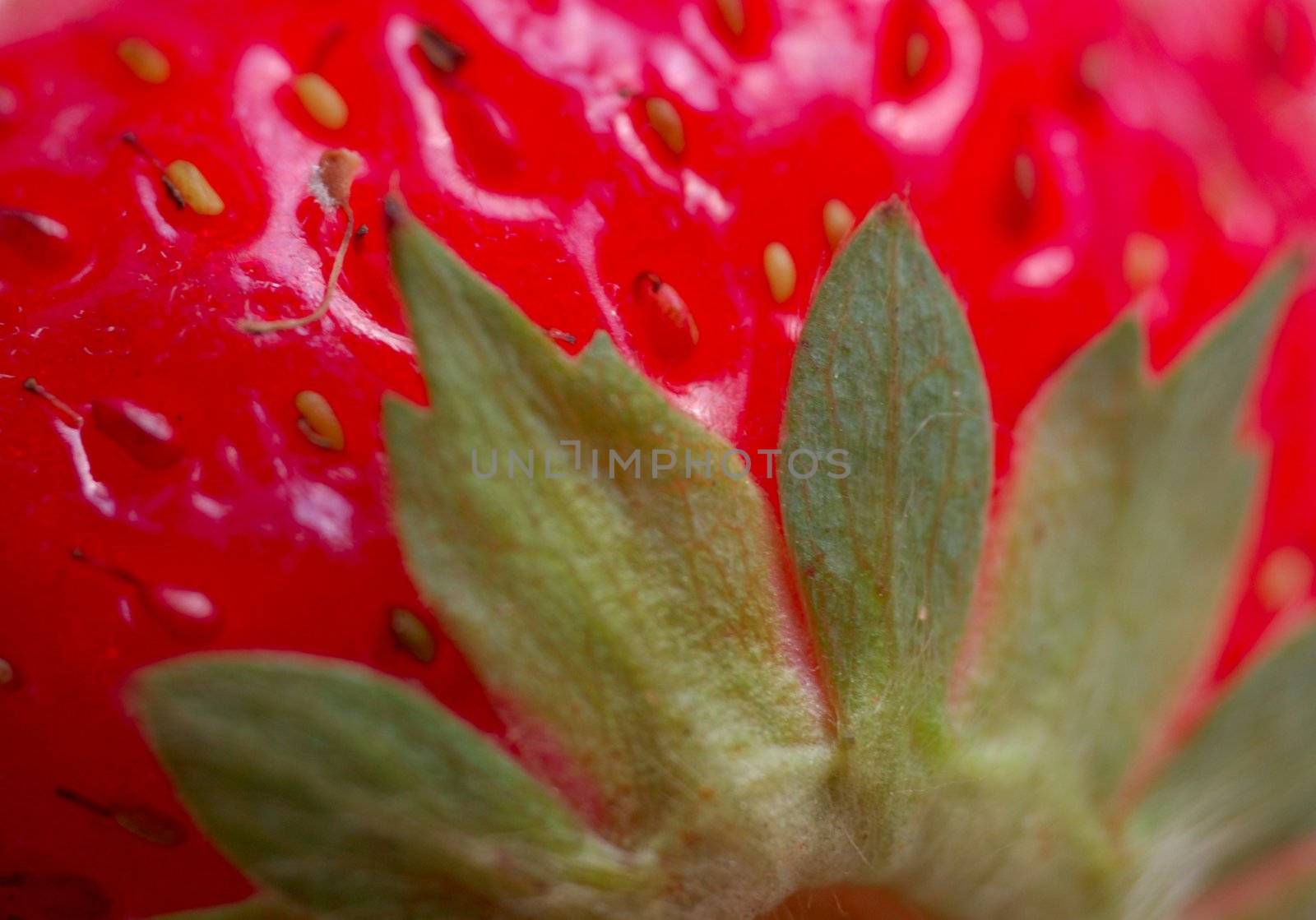 macro of strawberry with leaves