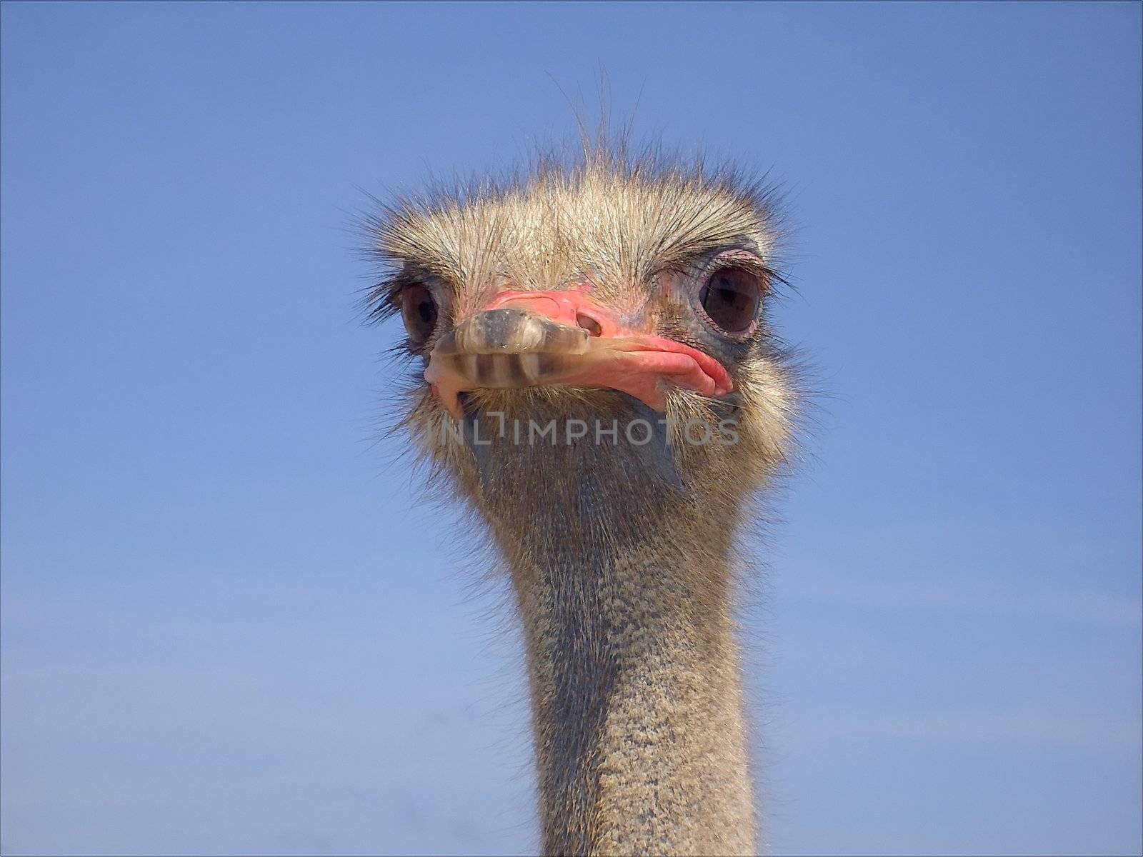 Ostrich by douwe