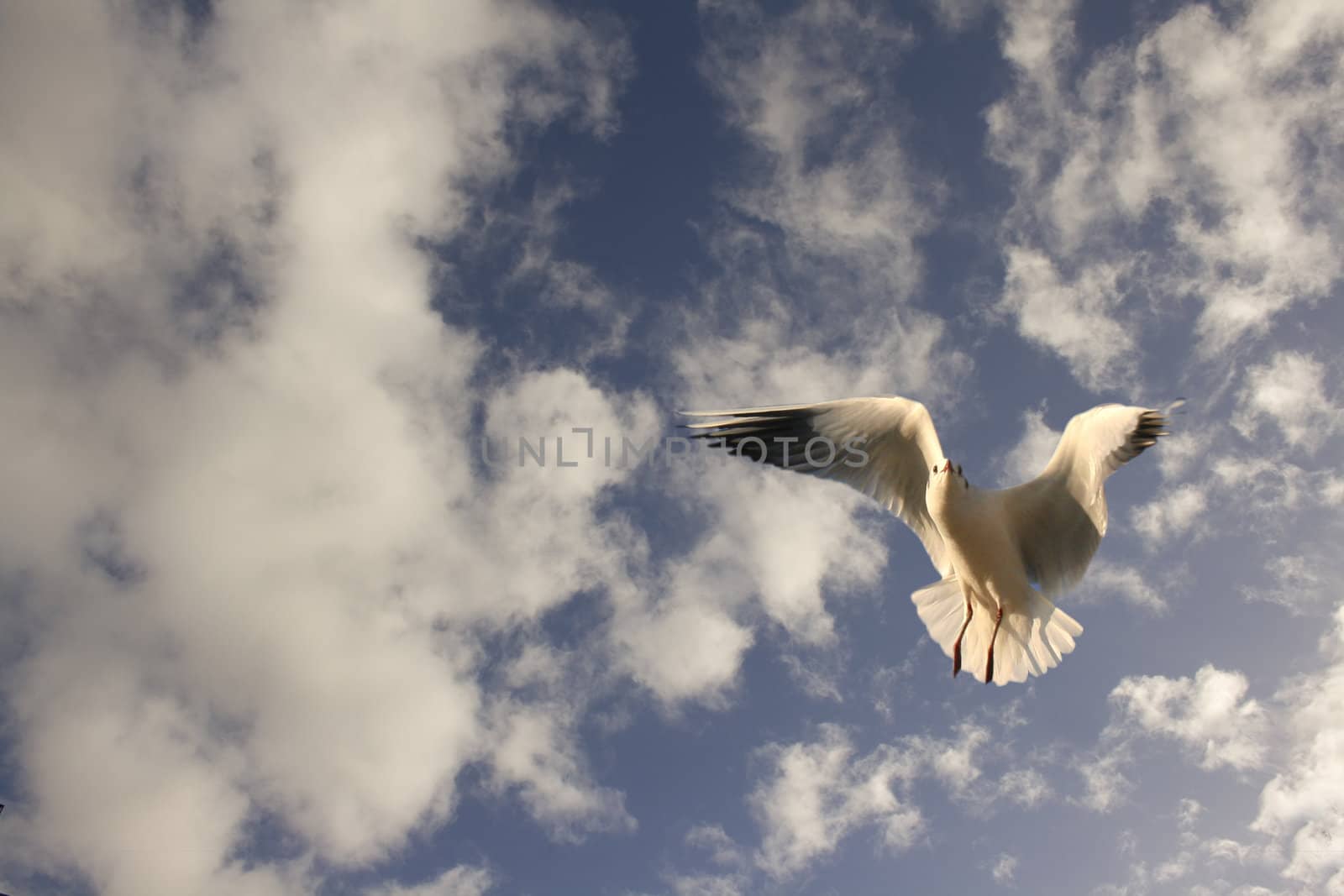 Seagull in flight against a cloudy blue sky