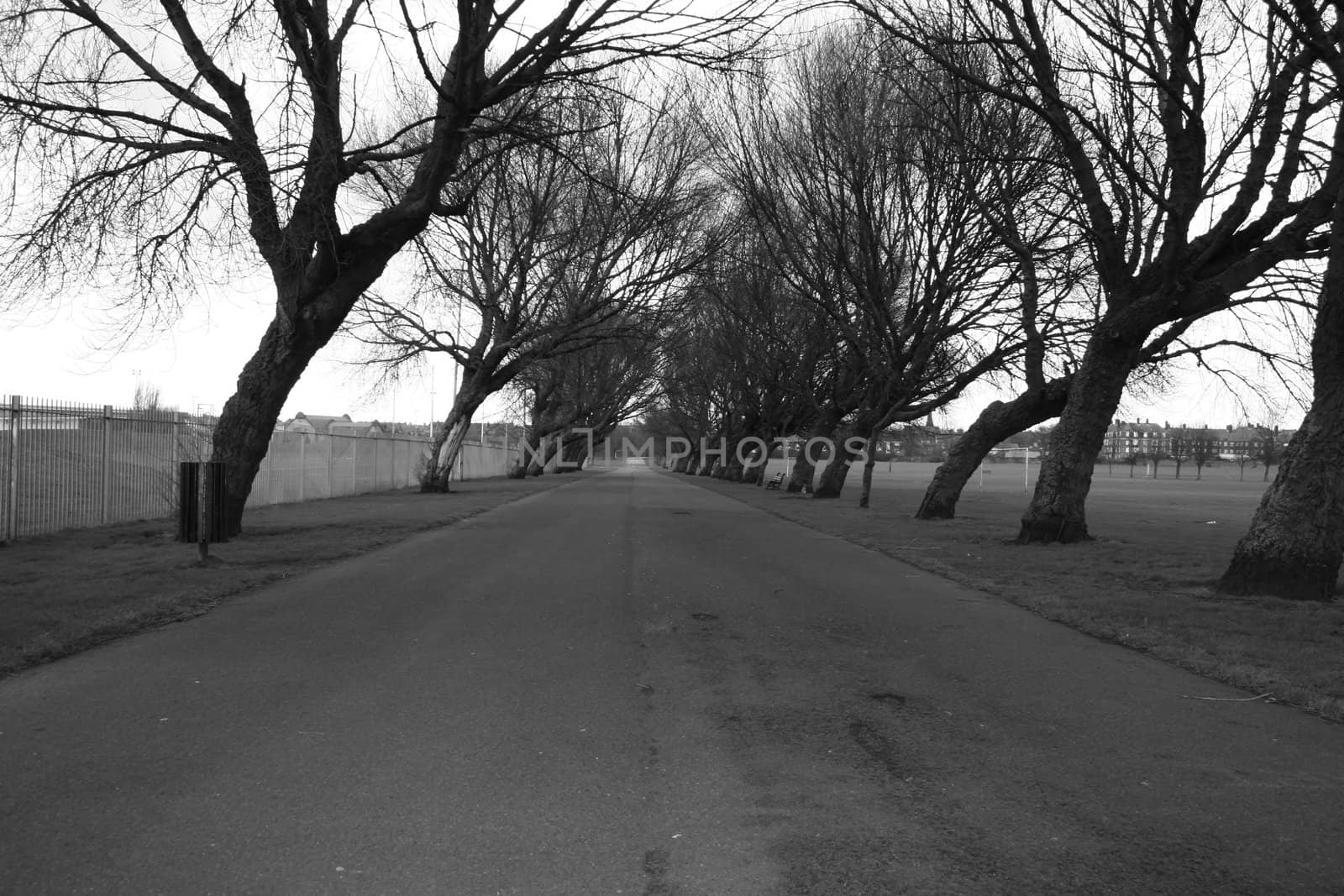 Monochrome trees that have been bent by the wind