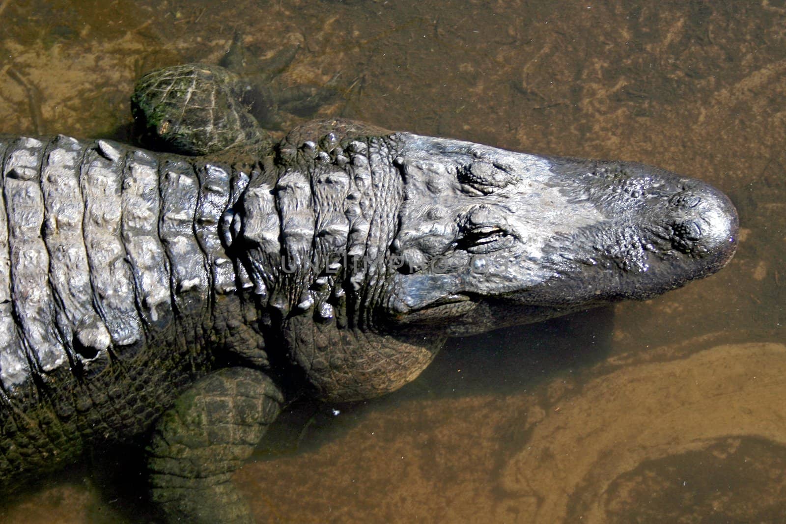 Alligator laying in a lake, head and claws.