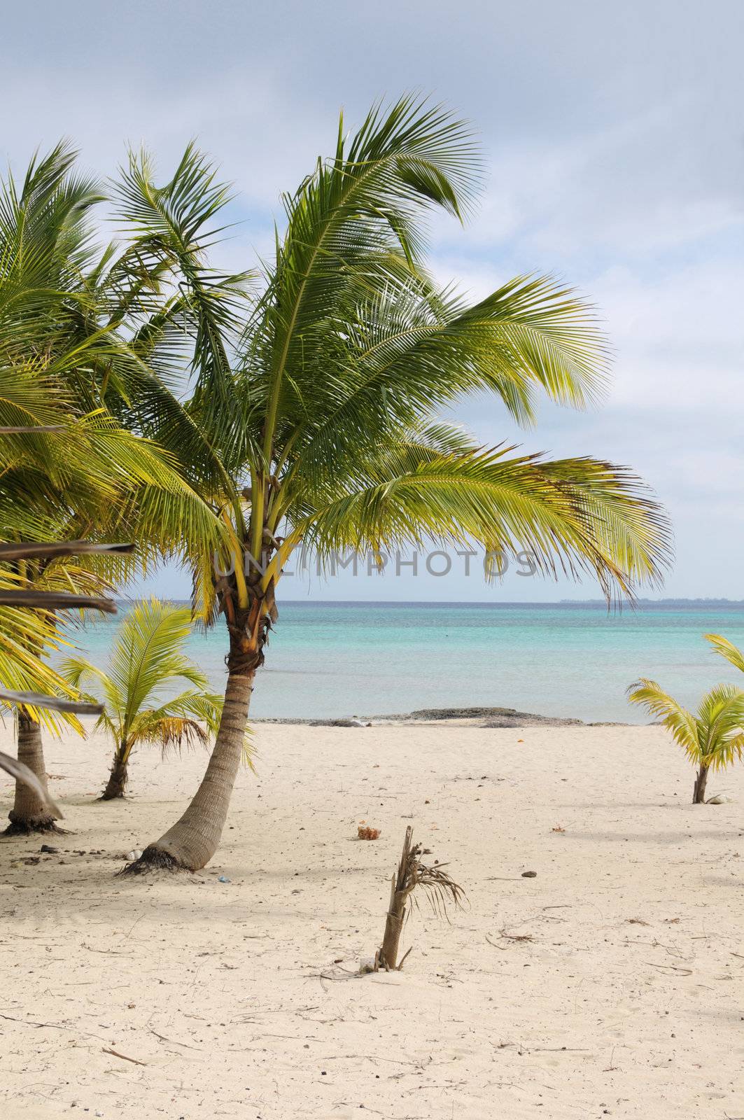 A view of tropical beach with coconut palm trees