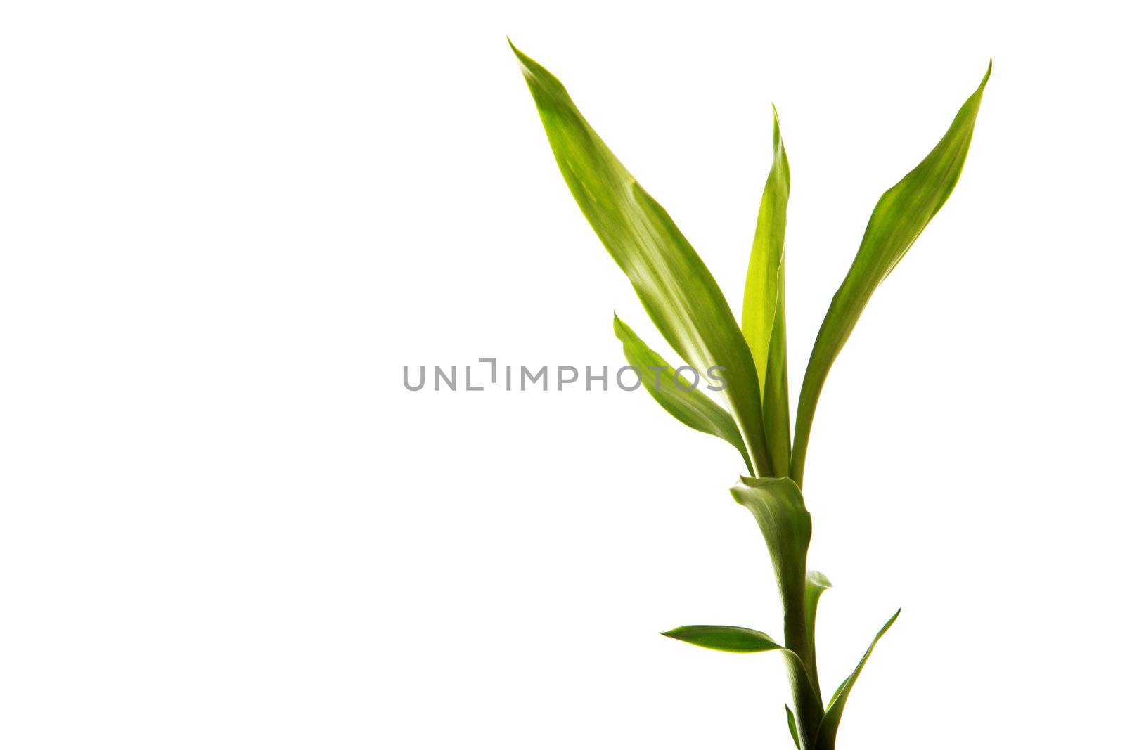 bamboo on a white background