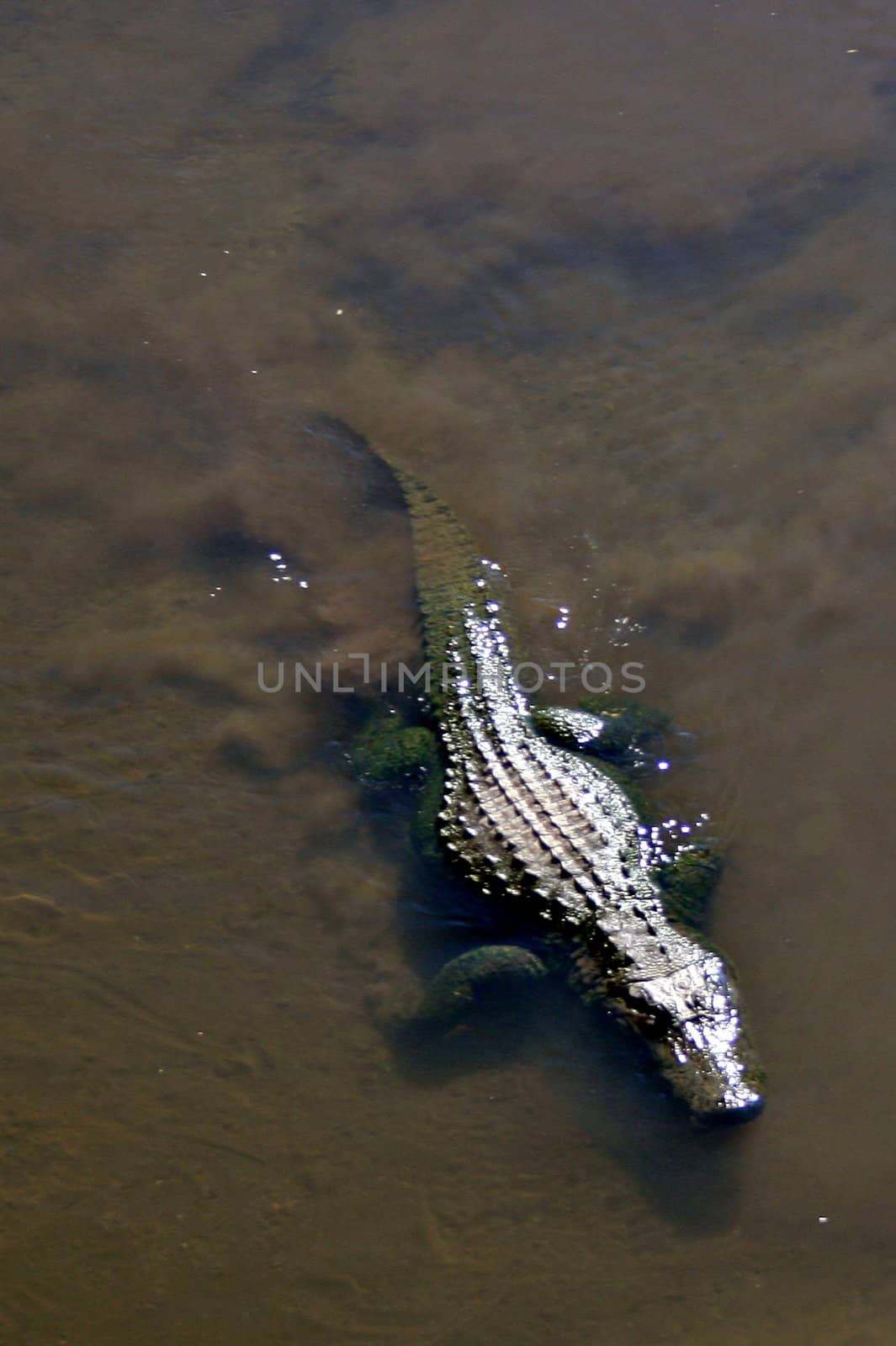 An allligator swimming in a lake