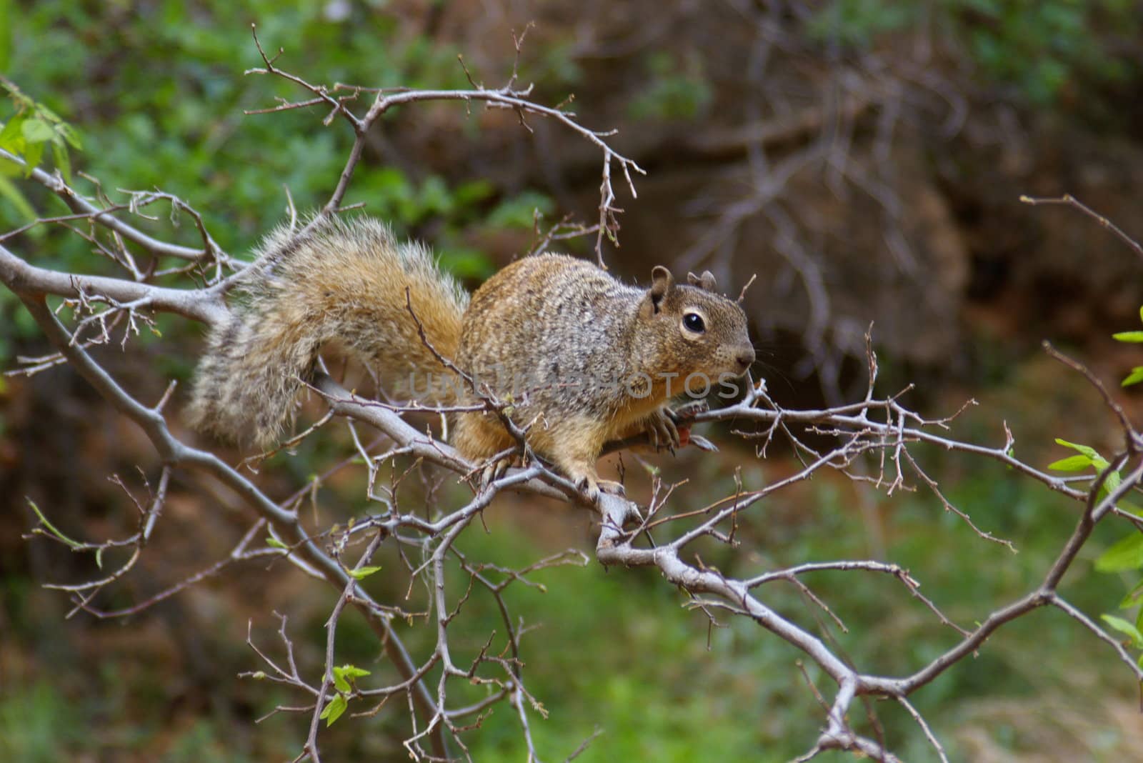Squirrel A by photocdn39