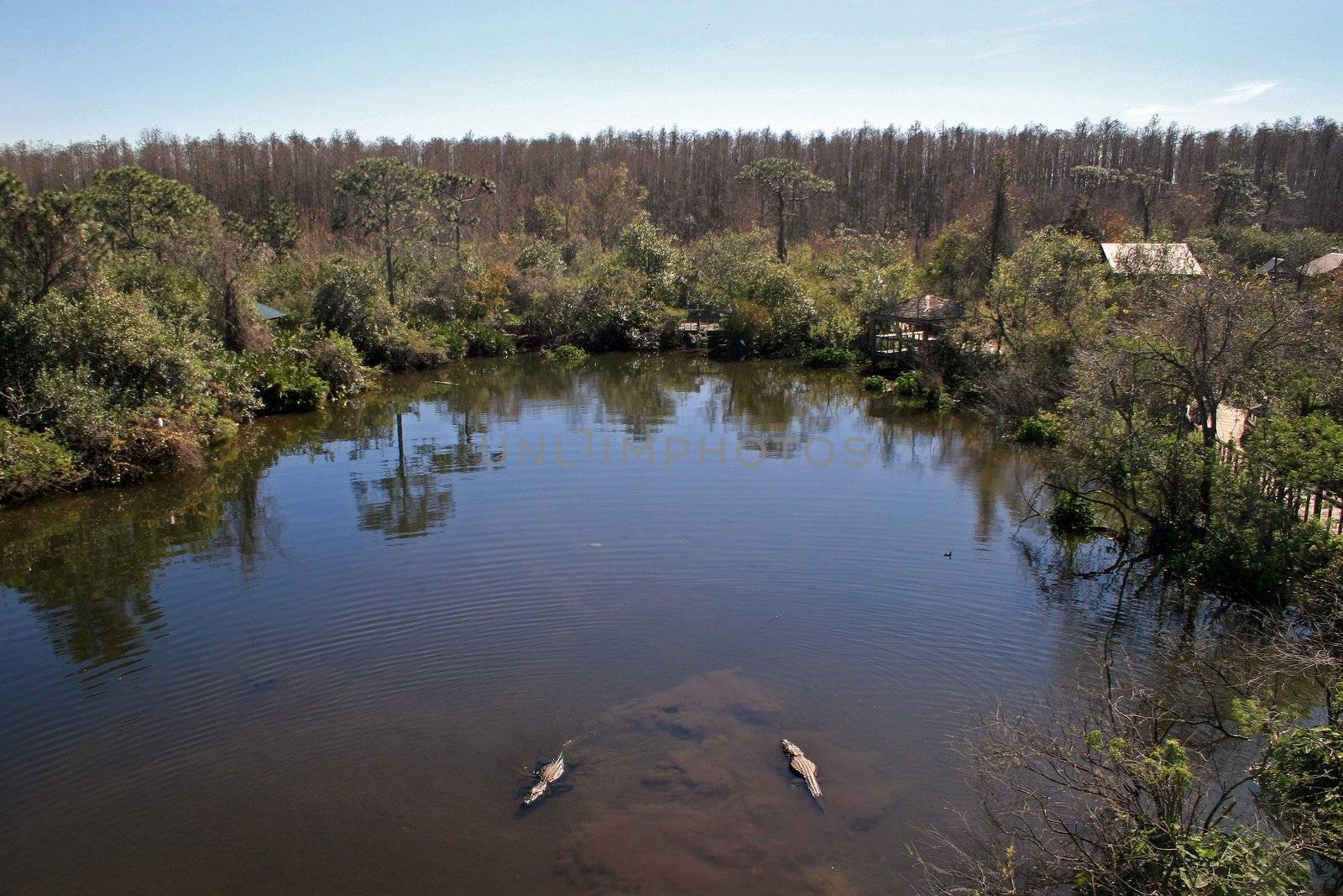 2 alligators swimming in a lake