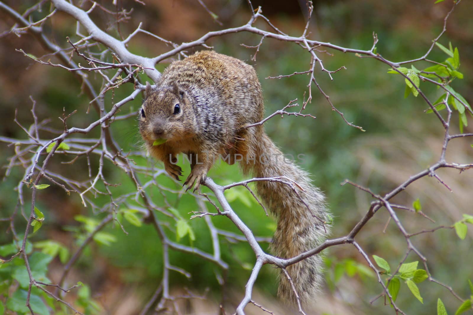 Squirrel B by photocdn39