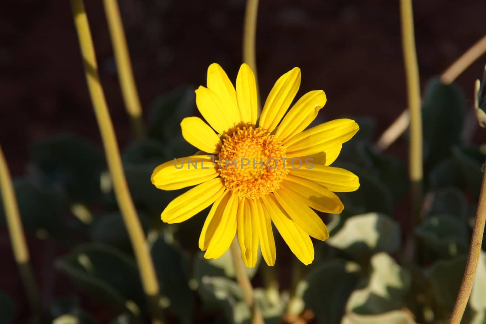 Close-up of a wild sunflower