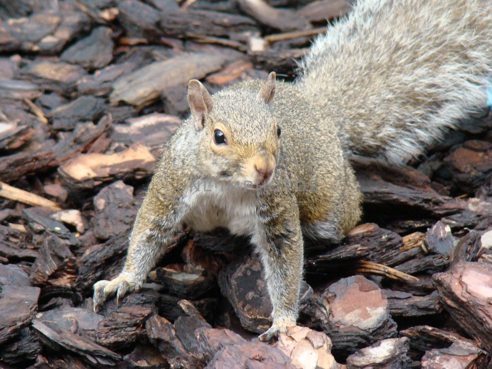 bushy tailed brown squirrel