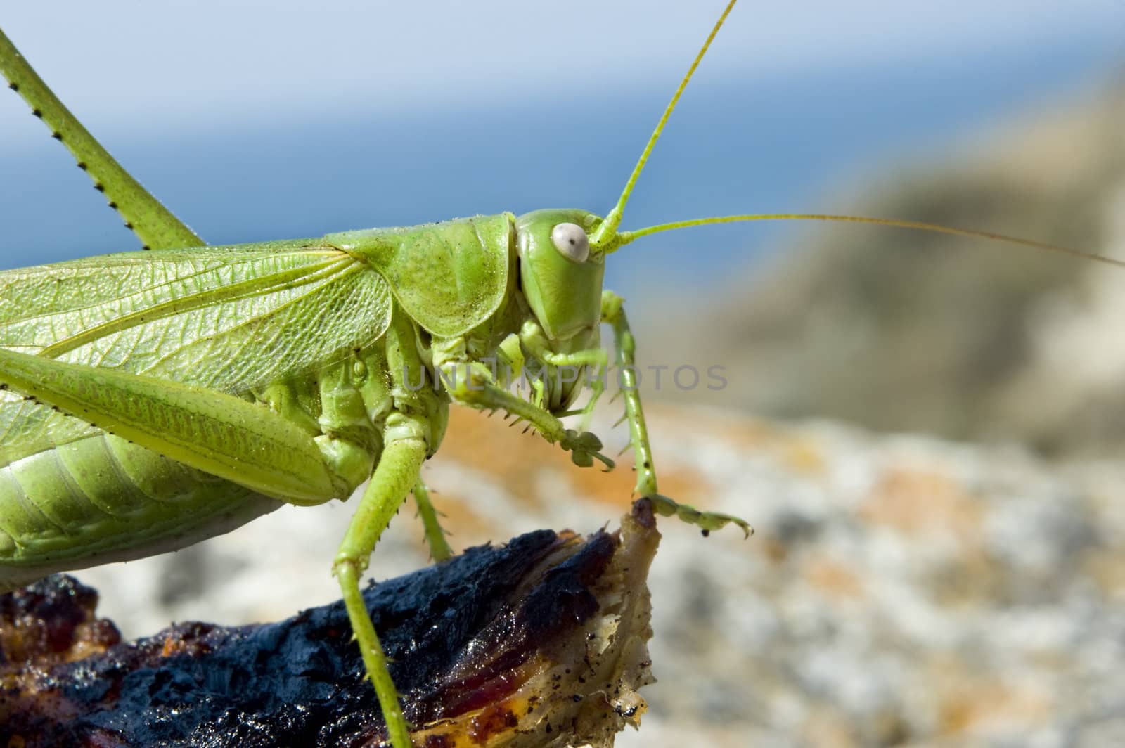 green locust sitting on piece of meat and eaing. copyspace.