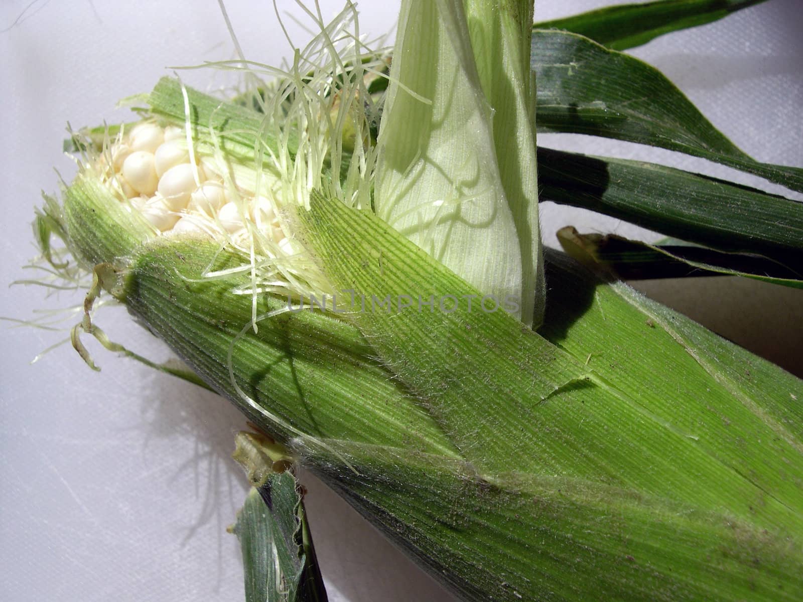 ear of corn by photosbyrob