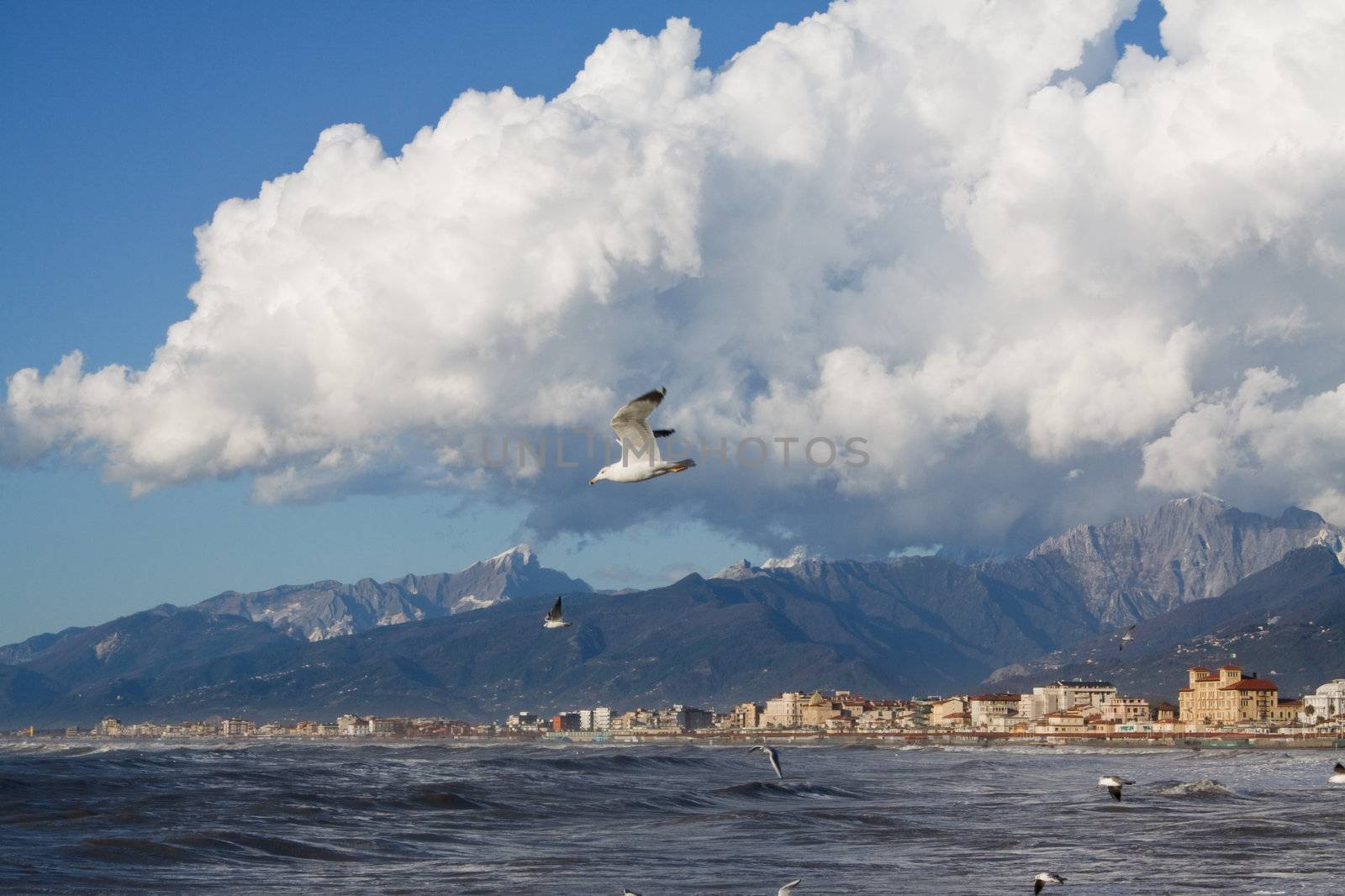 Seagull flight on the italian coast 