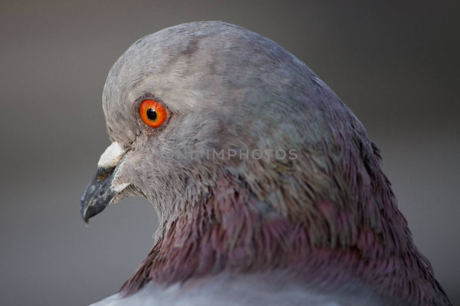Pigeon by FedericoPhoto