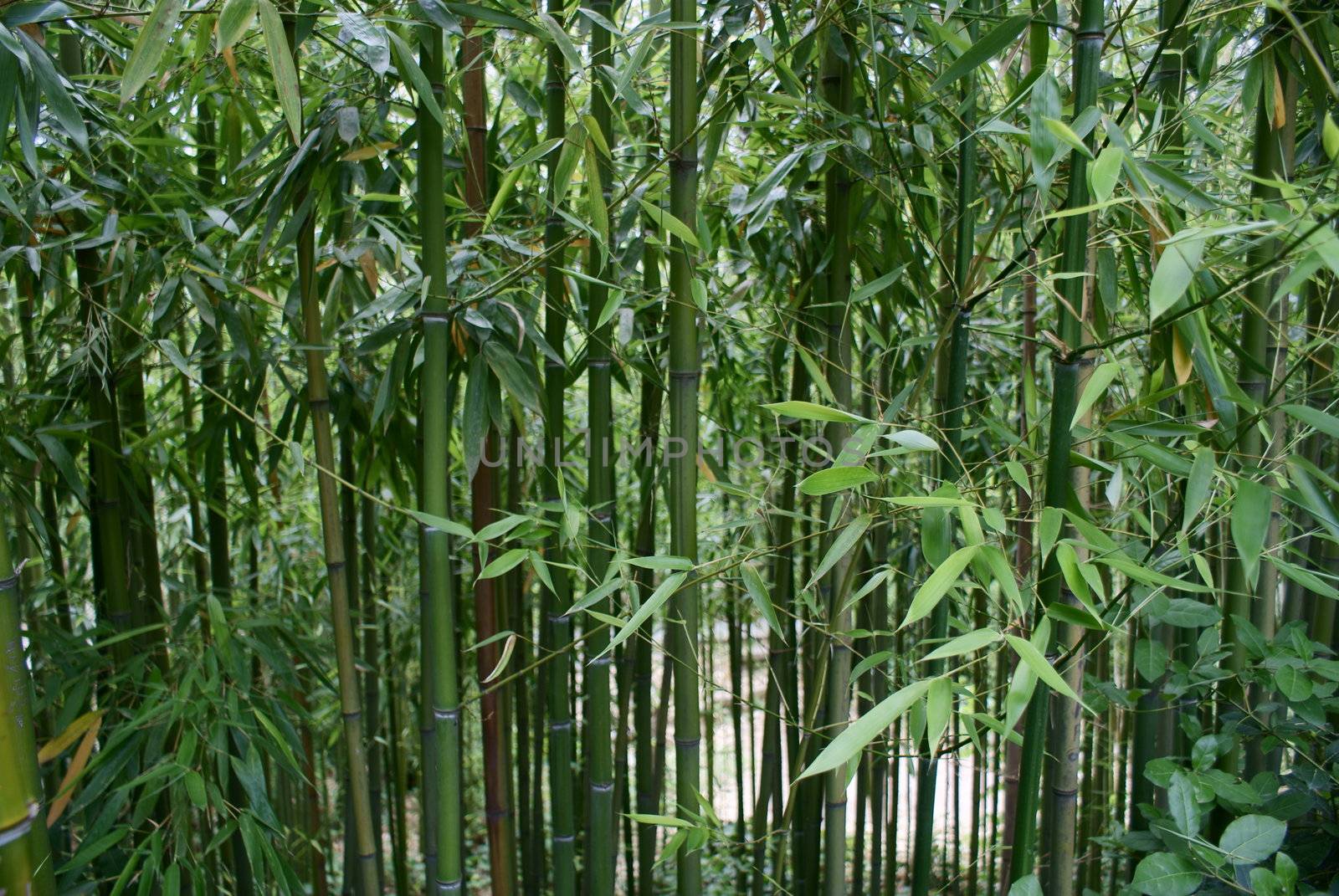 Bamboo Trees  by FedericoPhoto