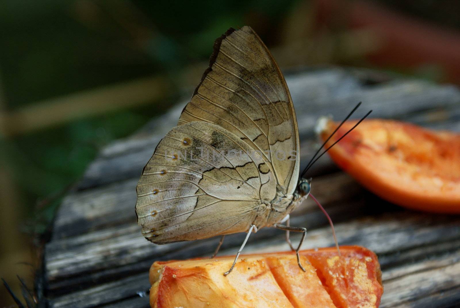 An image of a butterfly feeding on the nectar 