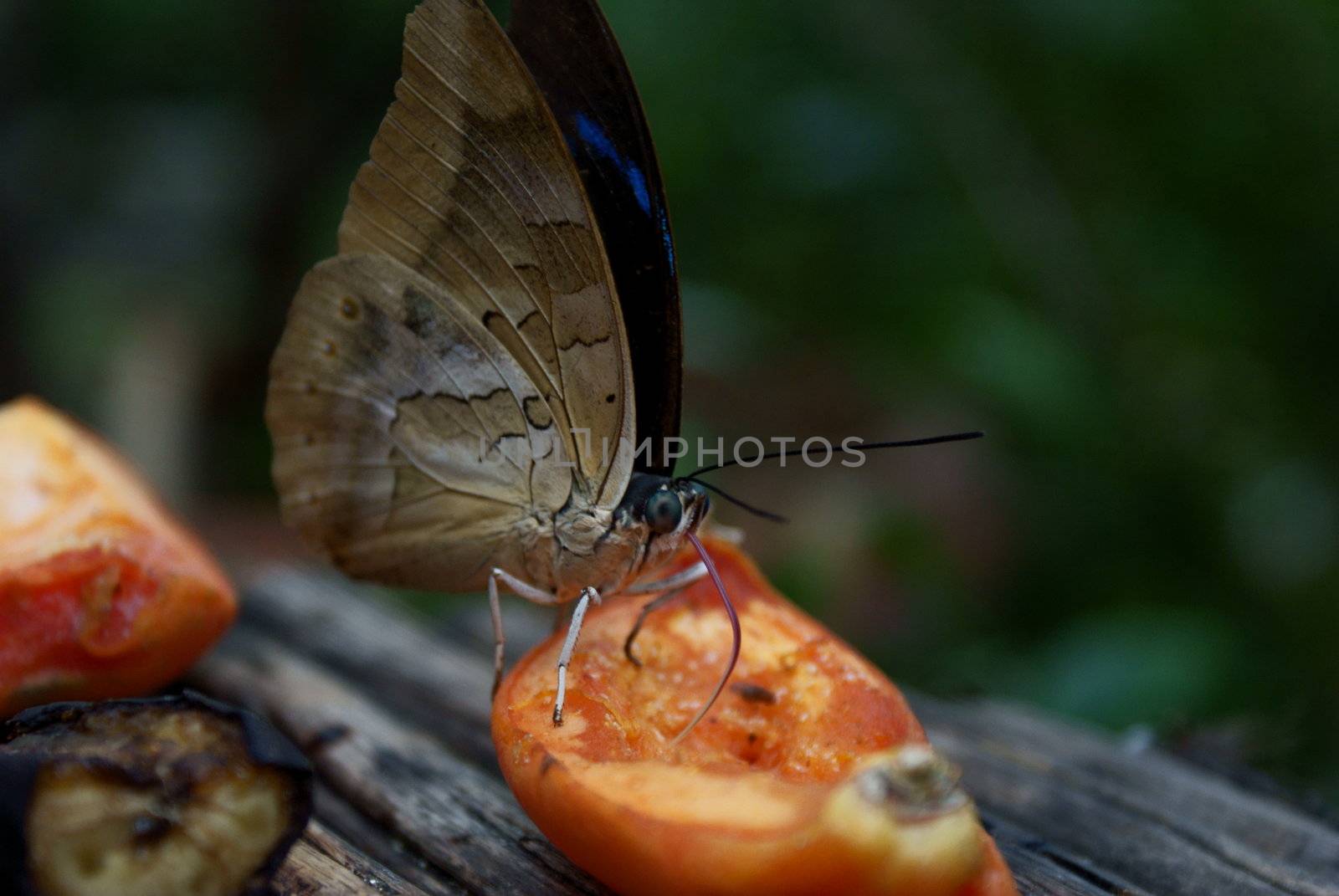 Butterfly by FedericoPhoto
