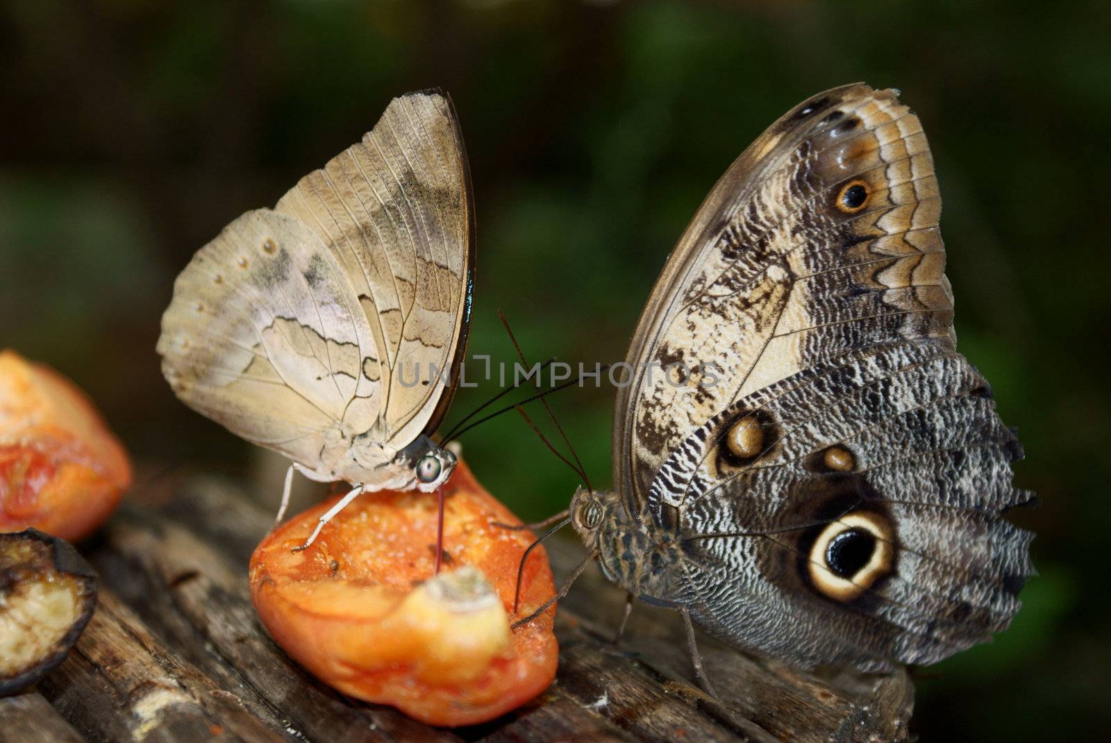An image of a butterfly feeding on the nectar 