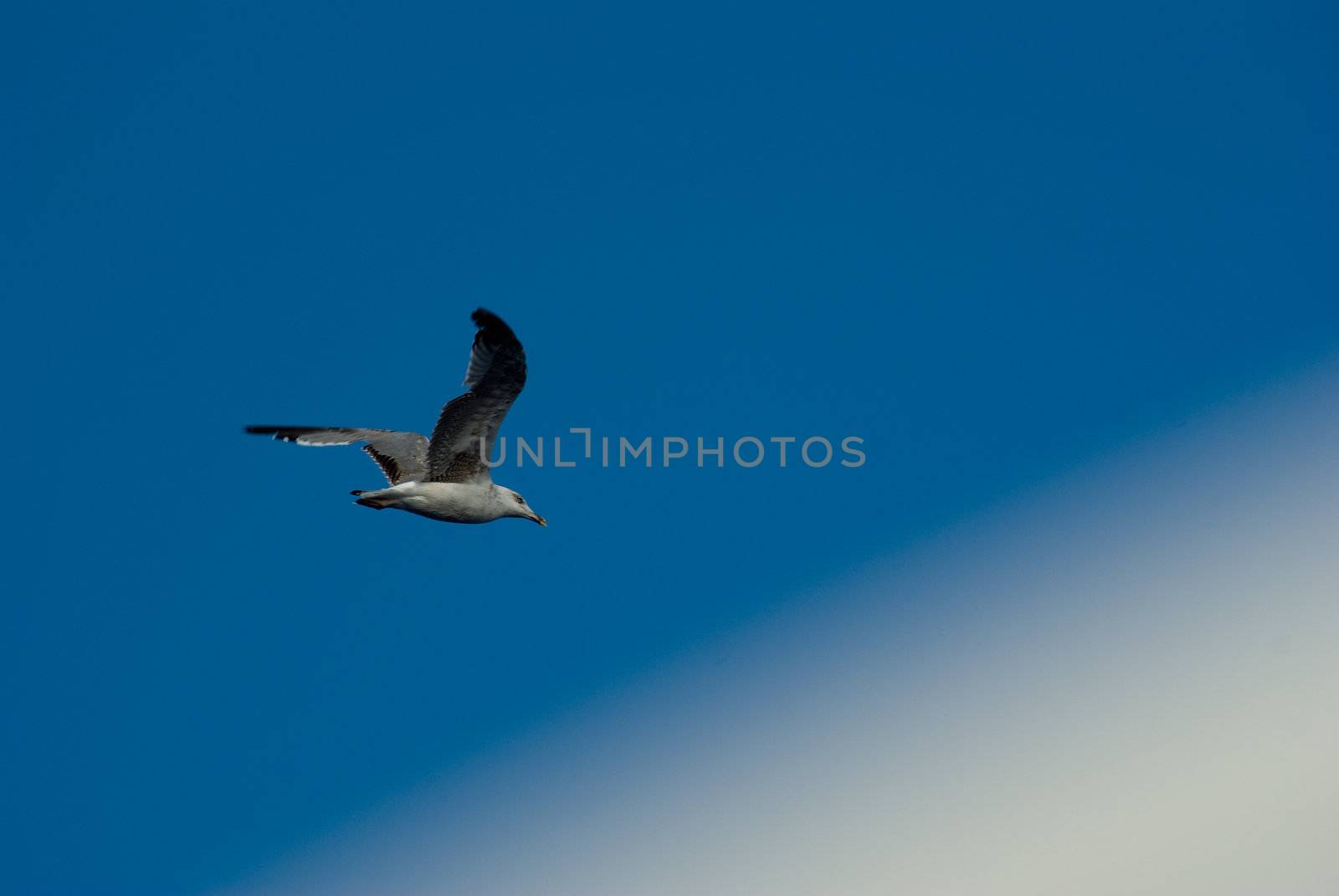 Seagull flight on the italian coast 