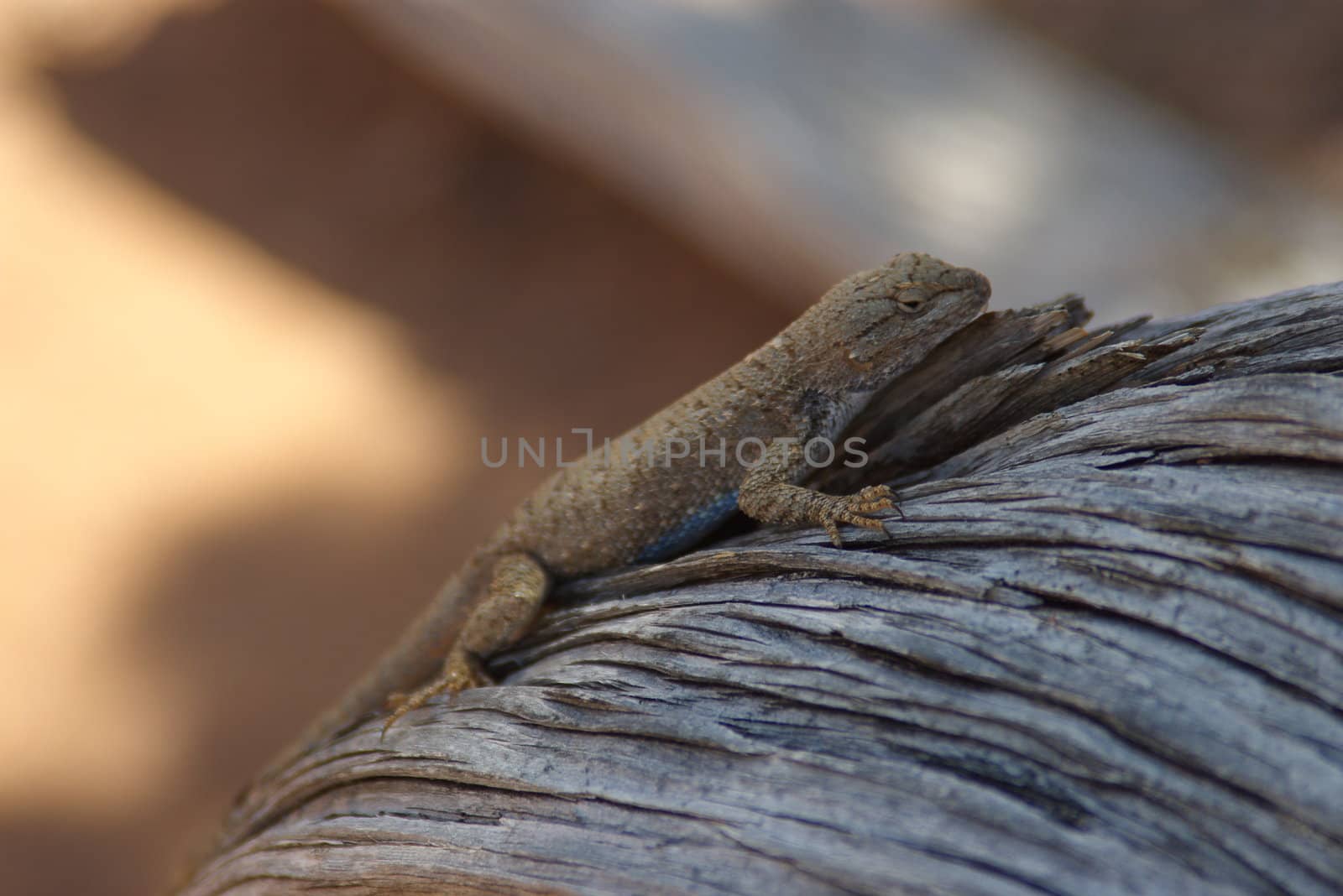 Close-up of a lizard in the desert
