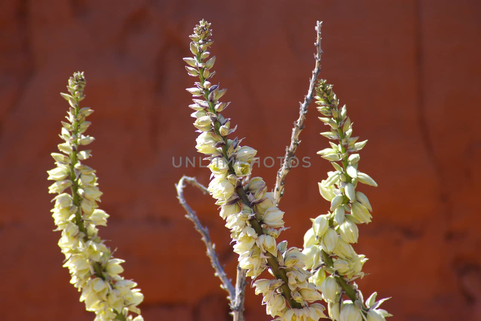 Close-up of a yucca plant in the desert
