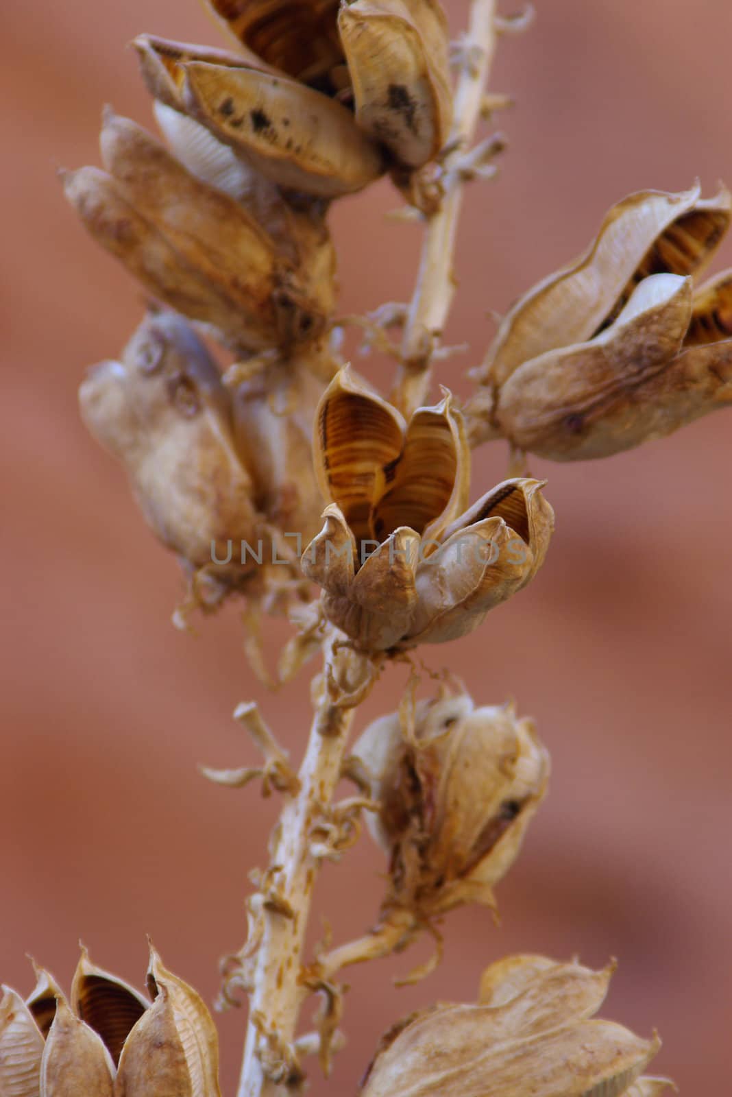 Dried wild yucca plant in the desert