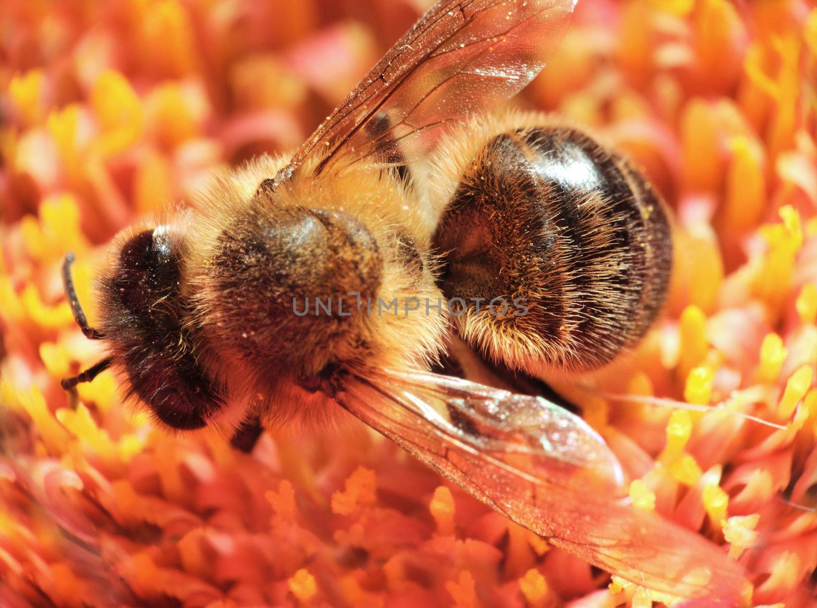 Macro shot of a honeybee in a flower