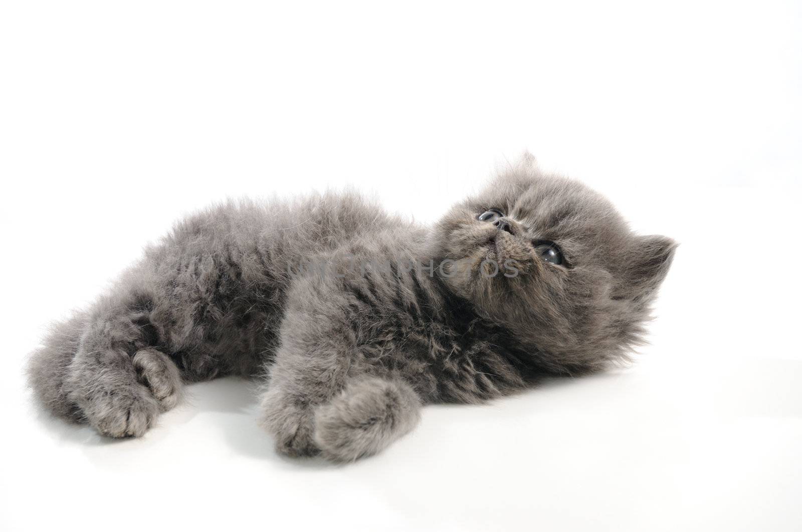 Portrait of small persian cat isolated over white