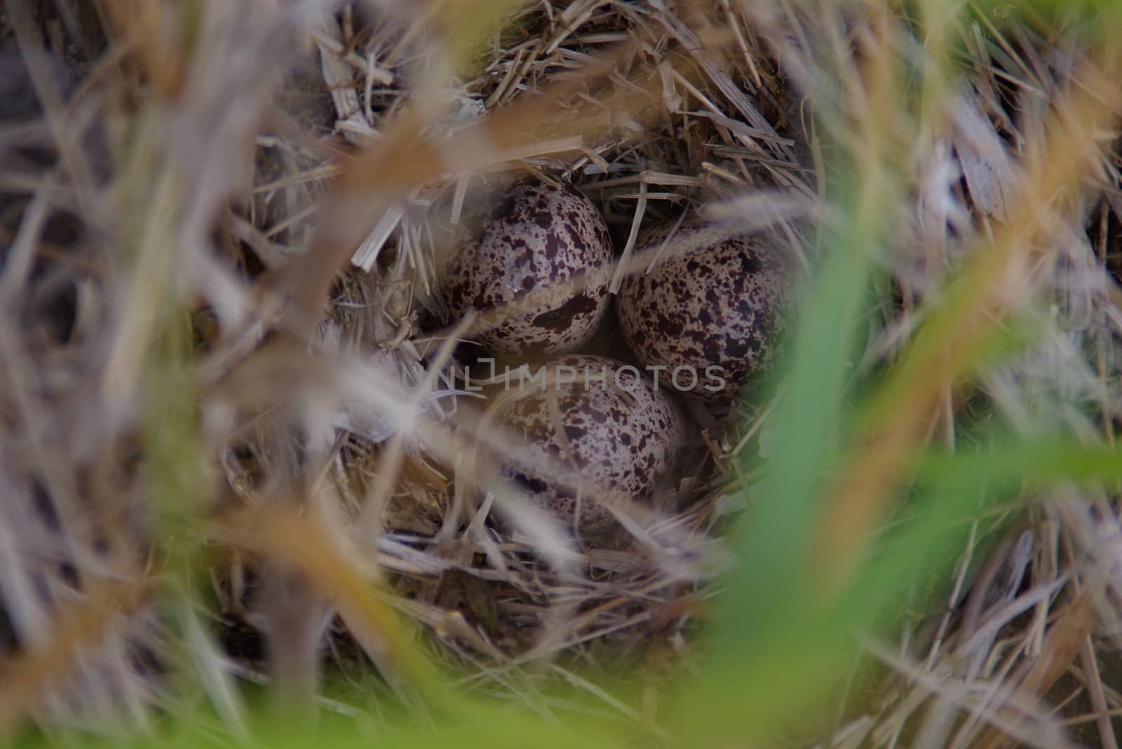 Dipper eggs in a nest