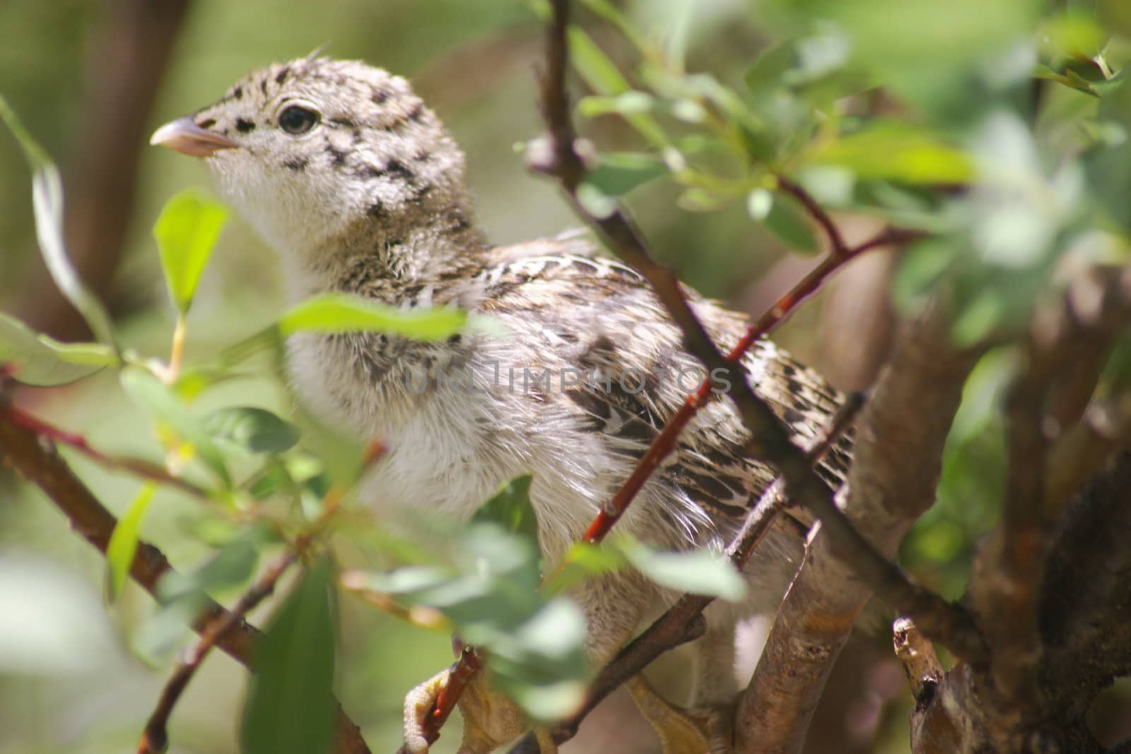 Close-up of a ptarmigan chick