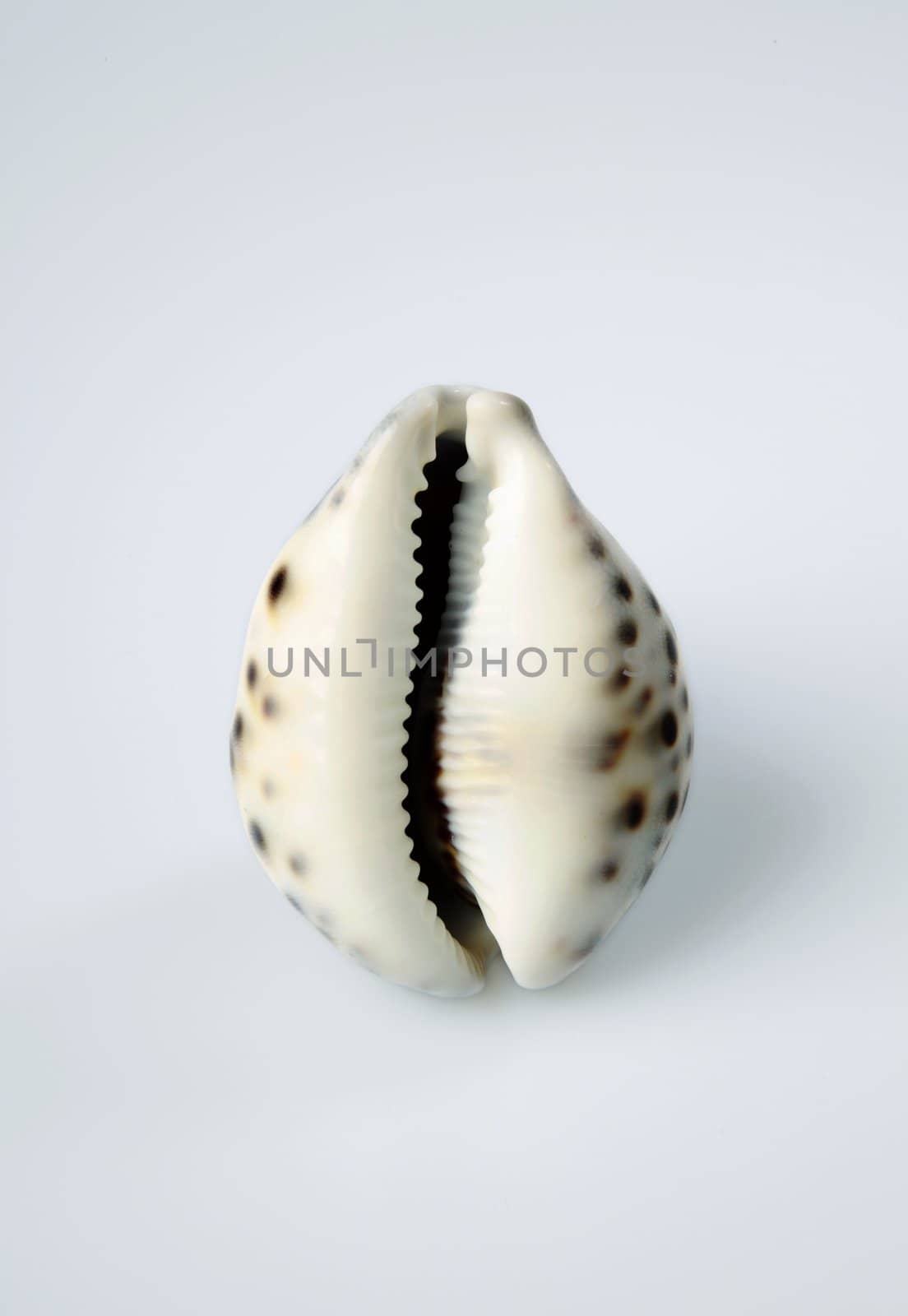 sea shell by klikk