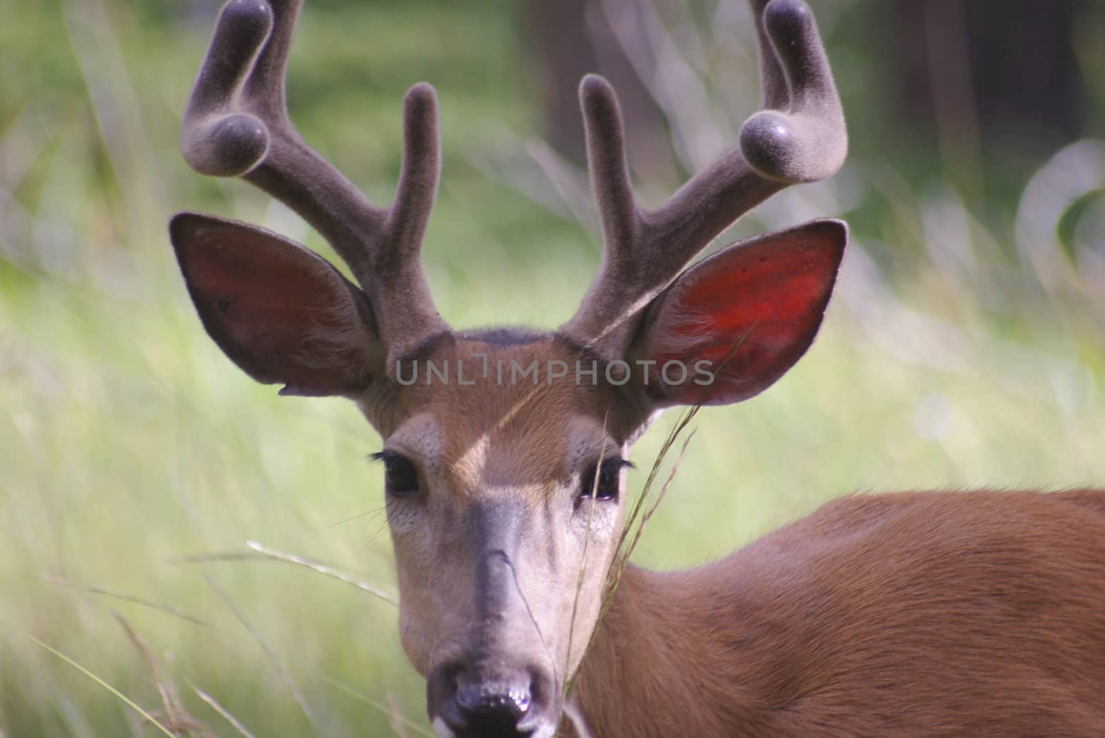 Close-up of a whitetail deer