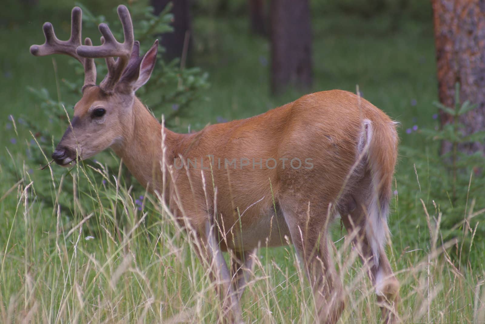 Whitetail deer in the wilderness