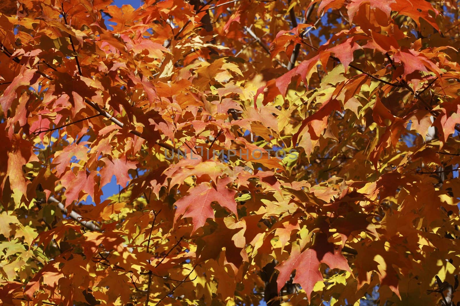 Beautifall autumn leaves on a bright autumn day