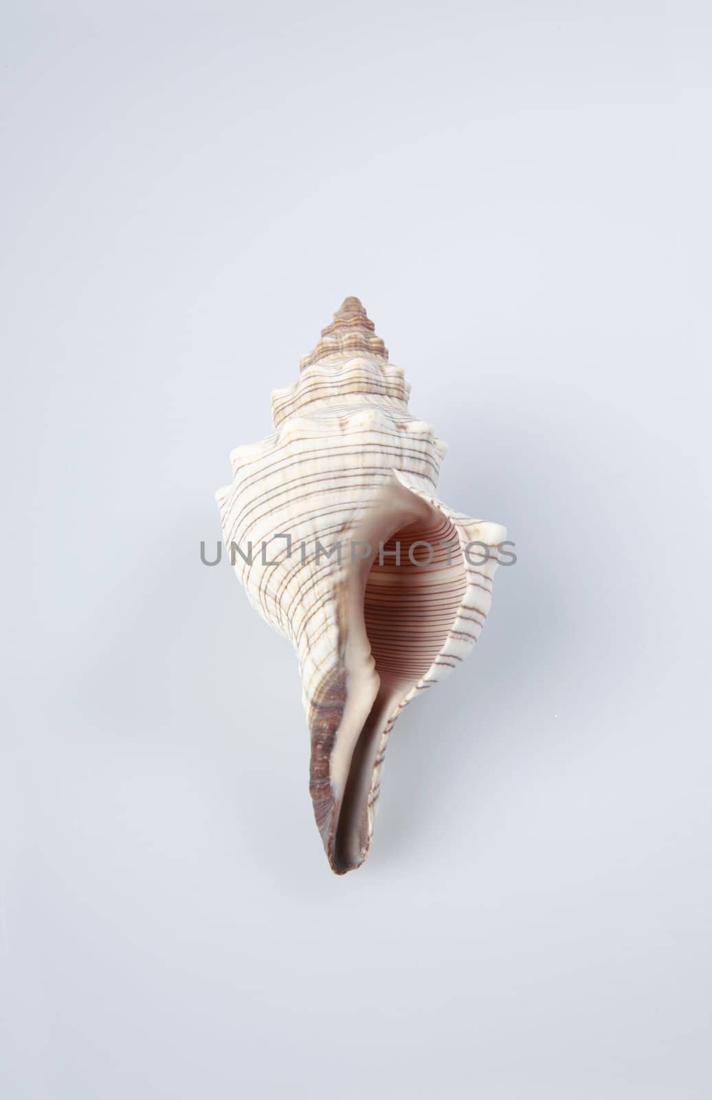 Shell isolated on light background