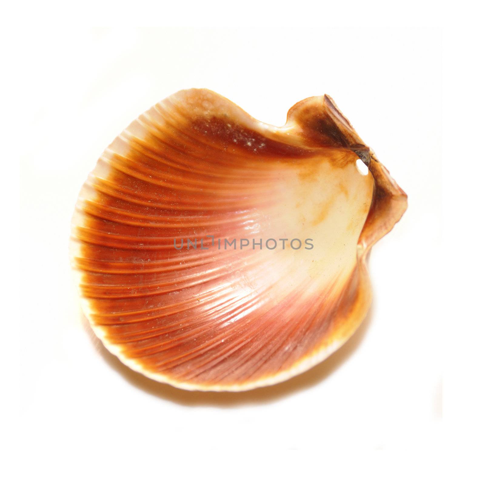 Whole seashell isolated over white background