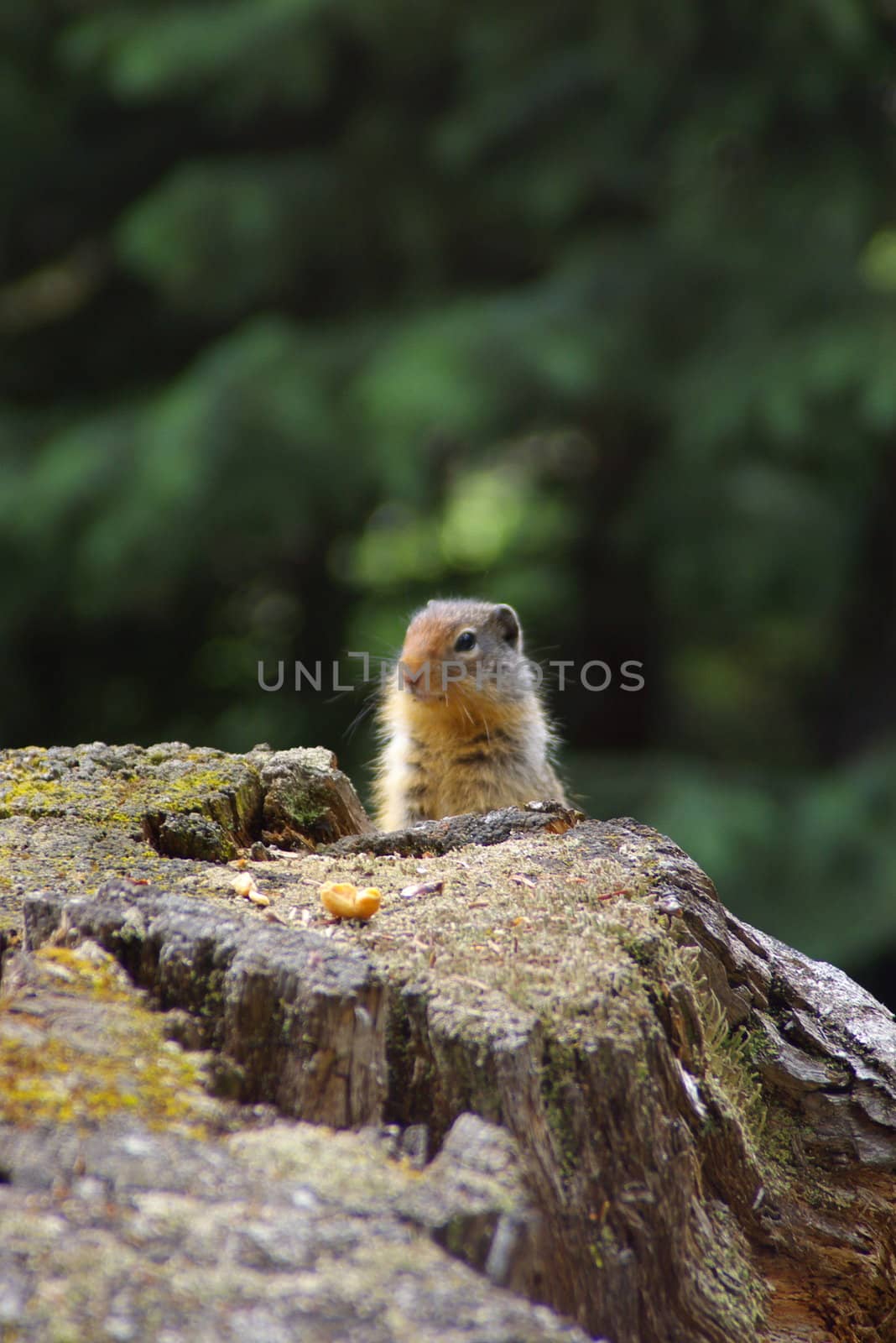 Ground squirrel on a stump