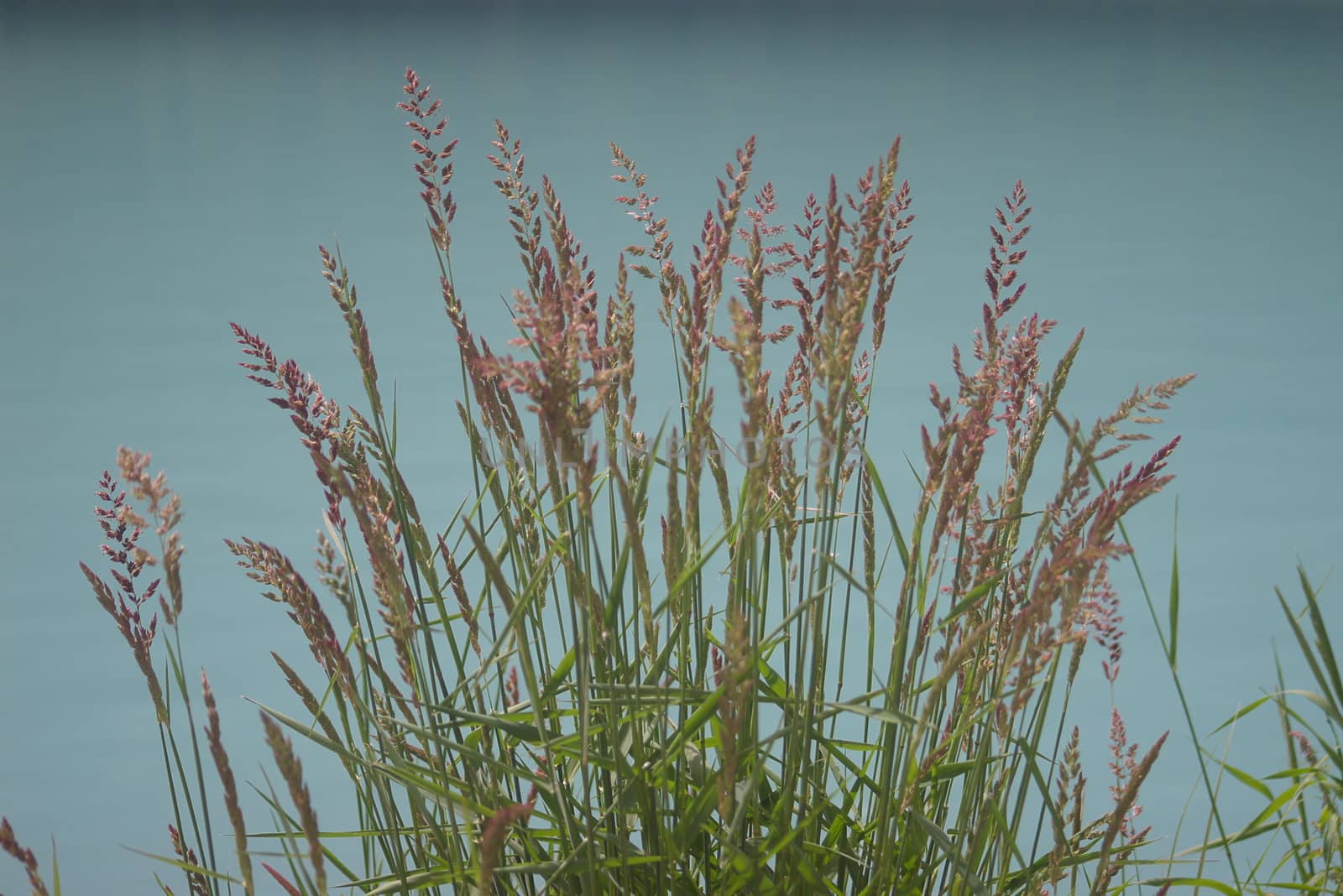 Grass growing along a lake