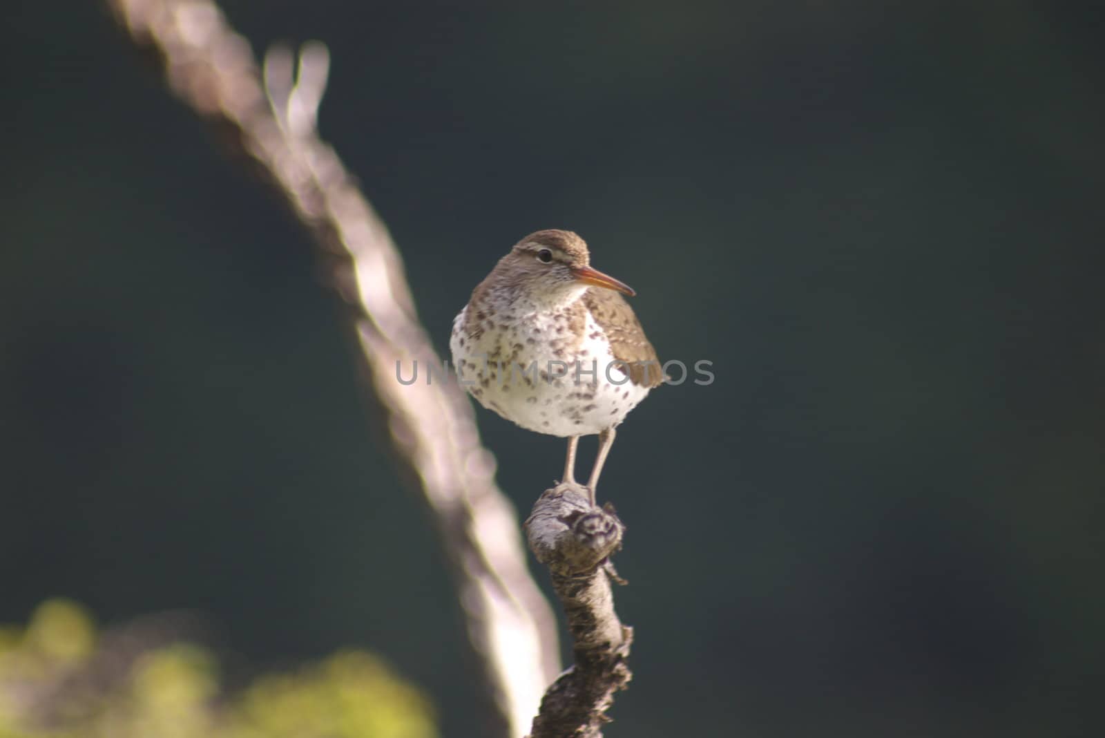 Dipper perched on a branch