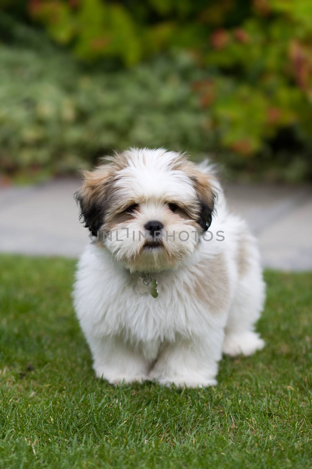 Lhasa apso puppy by RuthBlack