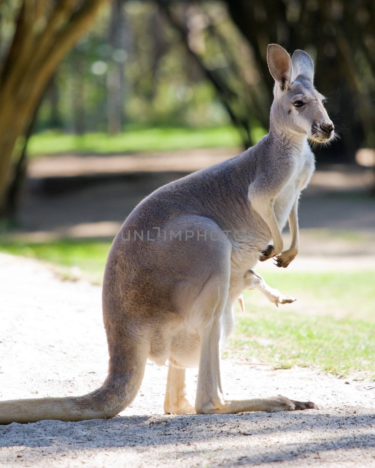 Female red kangaroo by RuthBlack